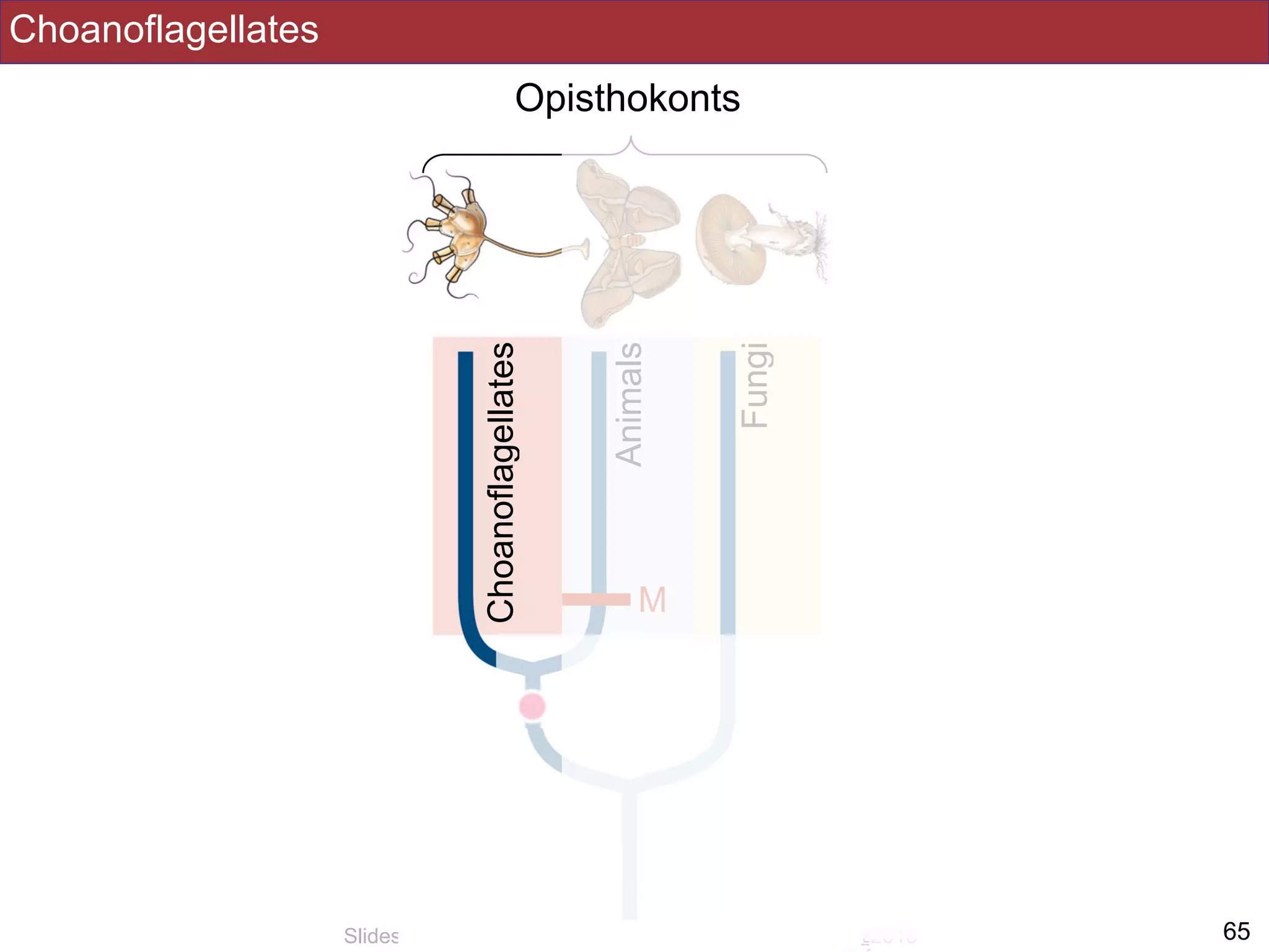 Choanoflagellates
!65Slides by Jonathan Eisen for BIS2C at UC Davis Spring 2016
Opisthokonts
Fungi
Animals
Choanoflagellates
M
 
