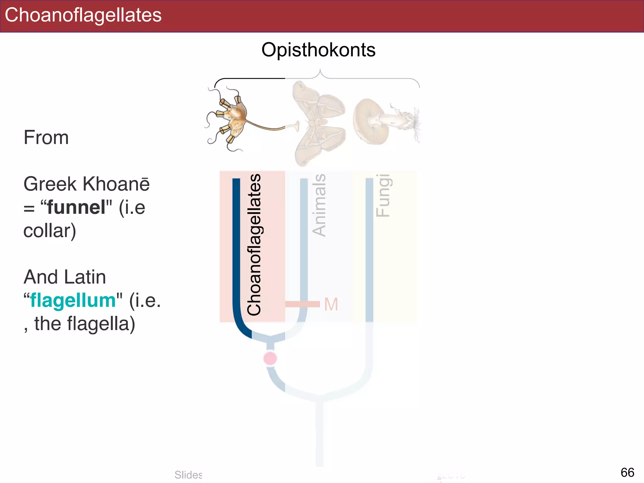 Choanoflagellates
!66Slides by Jonathan Eisen for BIS2C at UC Davis Spring 2016
Opisthokonts
Fungi
Animals
Choanoflagellates
M
From
Greek Khoanē
= “funnel" (i.e
collar)
And Latin
“ﬂagellum" (i.e.
, the ﬂagella)
 