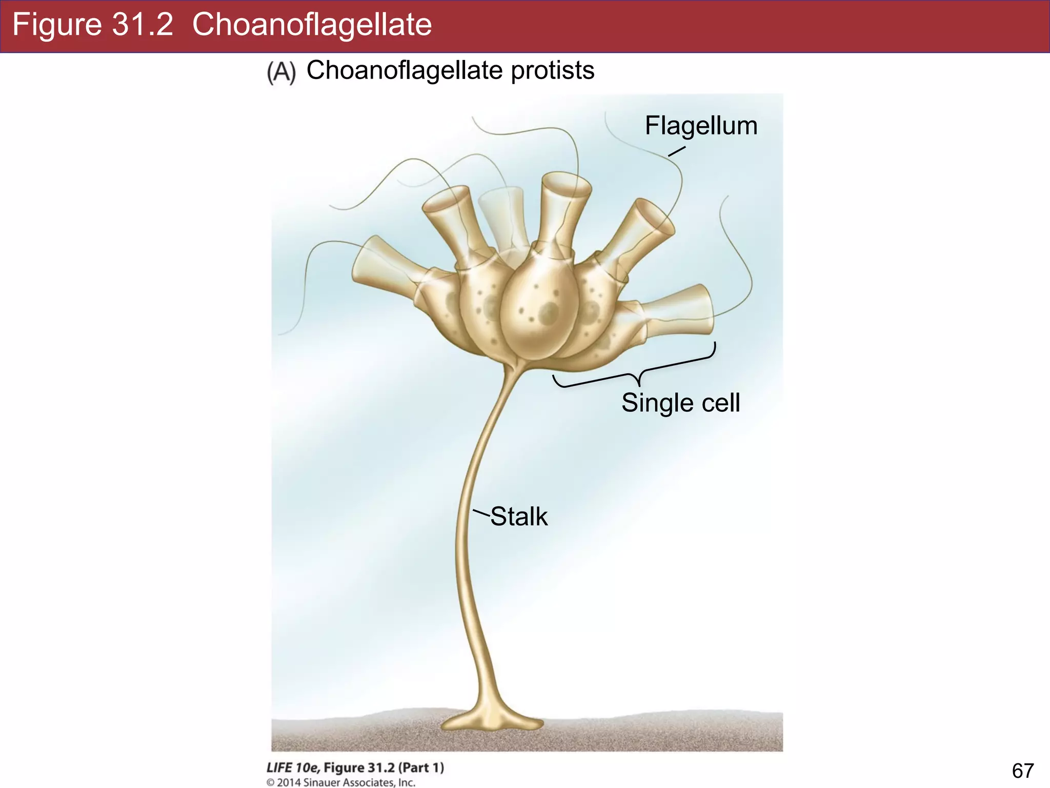 Figure 31.2 Choanoflagellate
!67Slides by Jonathan Eisen for BIS2C at UC Davis Spring 2016
Choanoflagellate protists
Stalk
Flagellum
Single cell
 