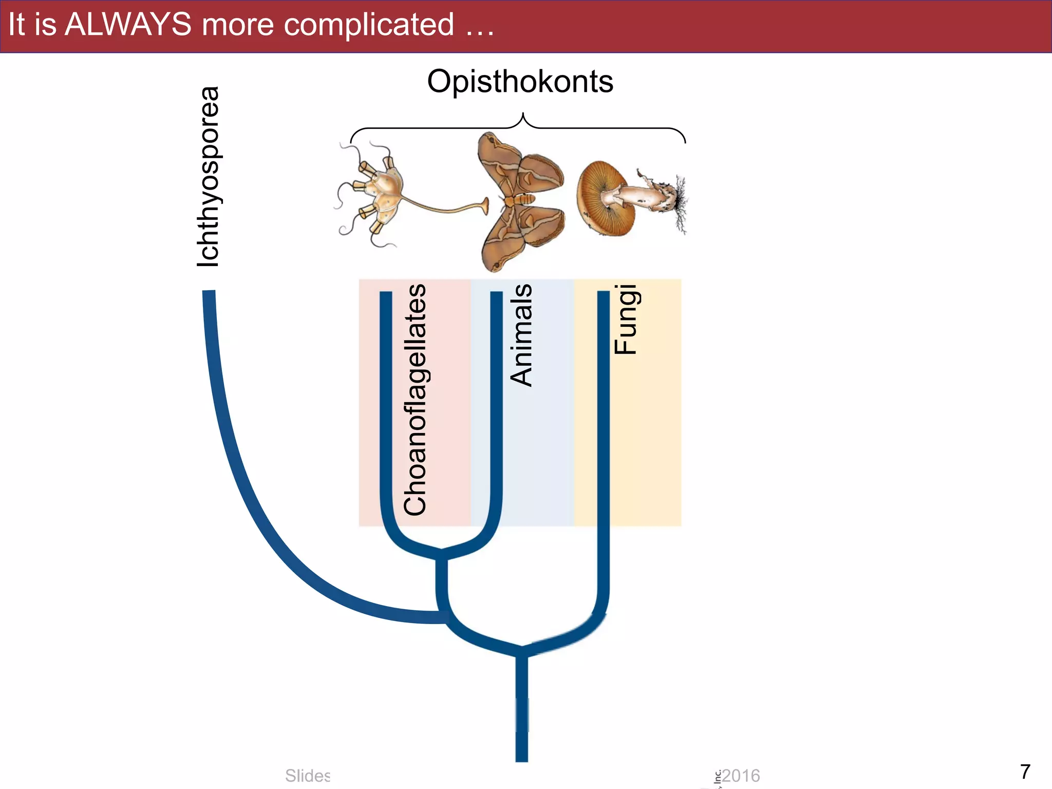 It is ALWAYS more complicated …
!7Slides by Jonathan Eisen for BIS2C at UC Davis Spring 2016
Opisthokonts
Fungi
Animals
Choanoflagellates
Ichthyosporea
 