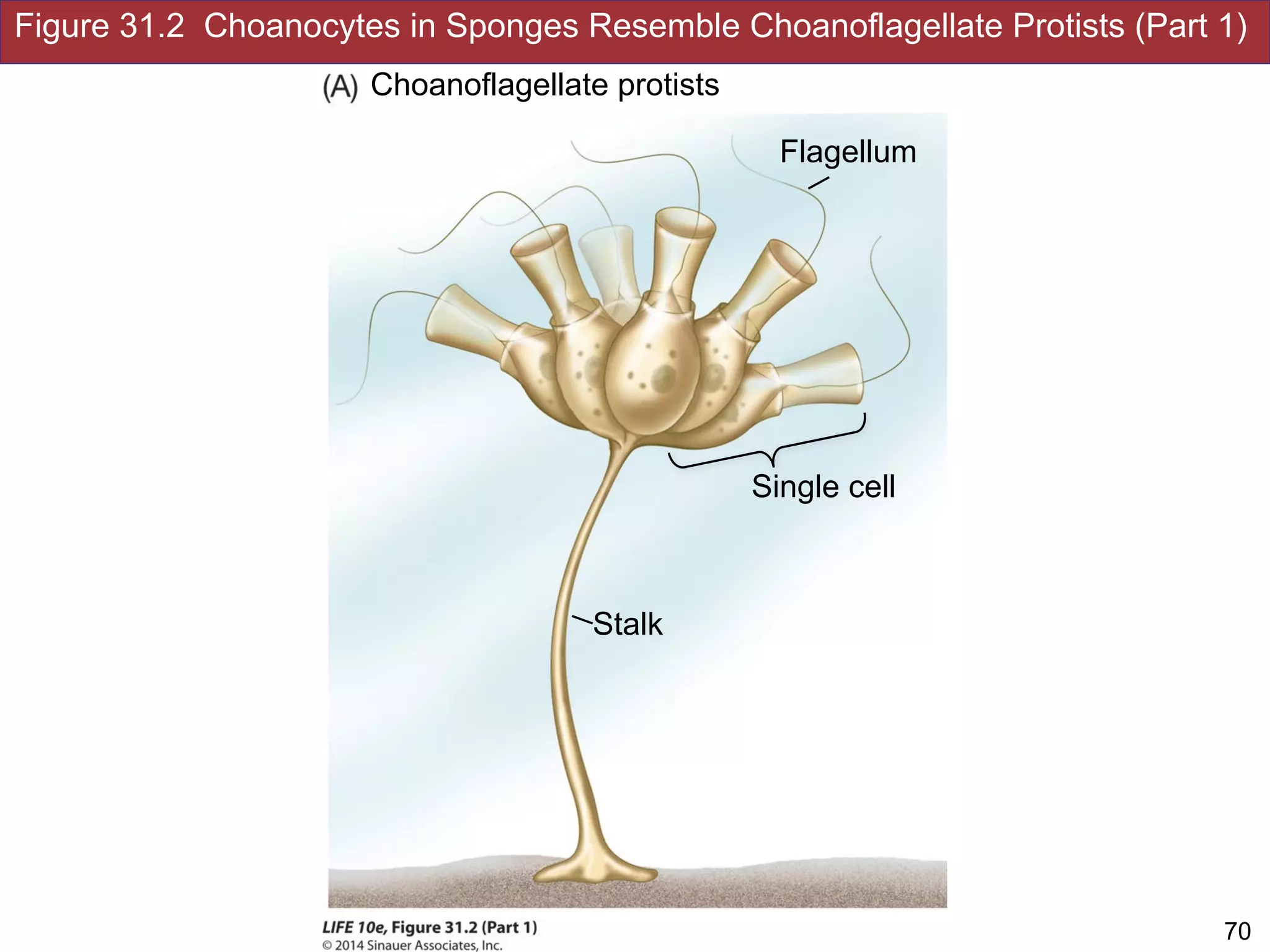 Figure 31.2 Choanocytes in Sponges Resemble Choanoflagellate Protists (Part 1)
!70Slides by Jonathan Eisen for BIS2C at UC Davis Spring 2016
Choanoflagellate protists
Stalk
Flagellum
Single cell
 