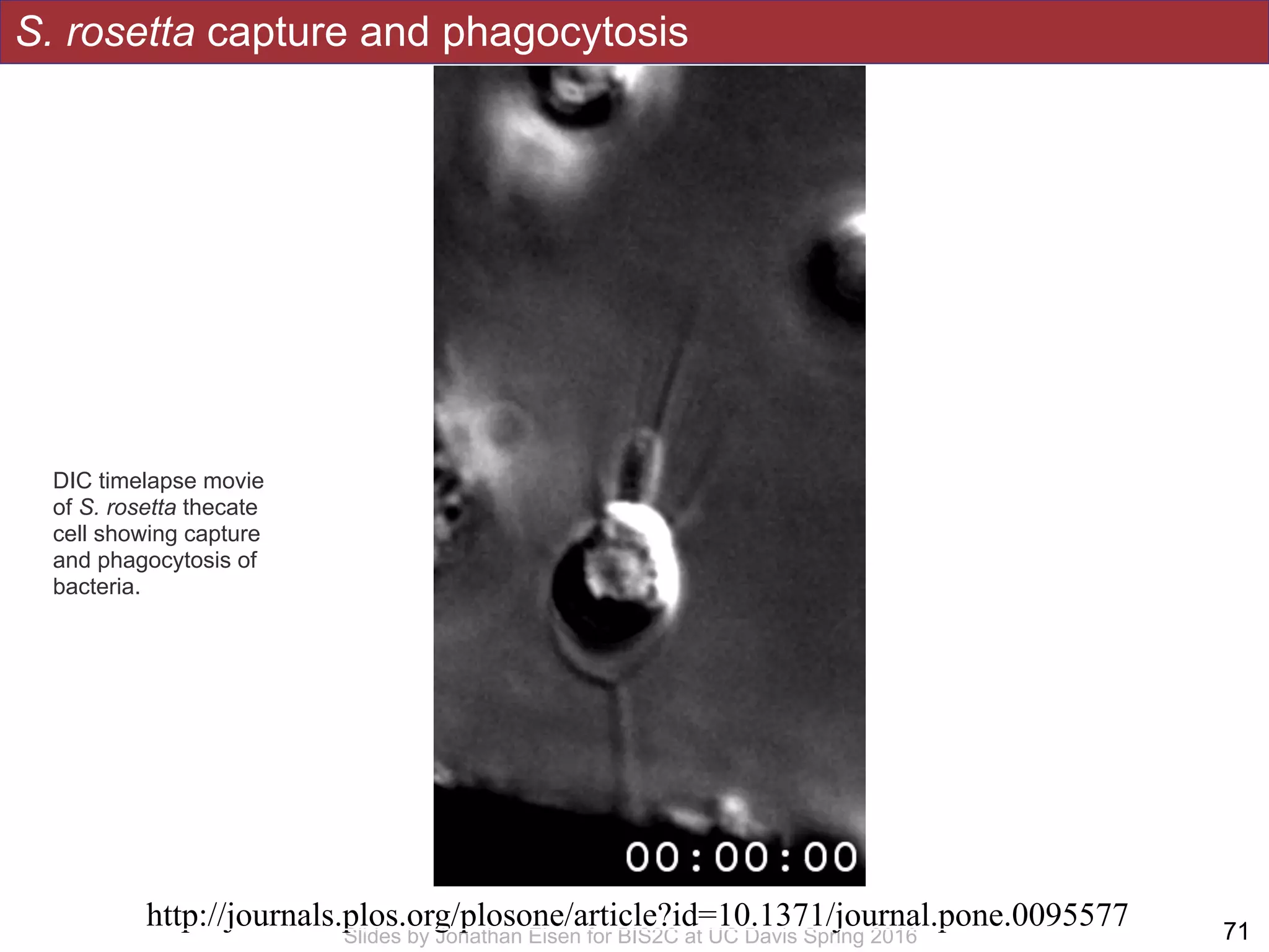 S. rosetta capture and phagocytosis
!71Slides by Jonathan Eisen for BIS2C at UC Davis Spring 2016
DIC timelapse movie
of S. rosetta thecate
cell showing capture
and phagocytosis of
bacteria.
http://journals.plos.org/plosone/article?id=10.1371/journal.pone.0095577
 