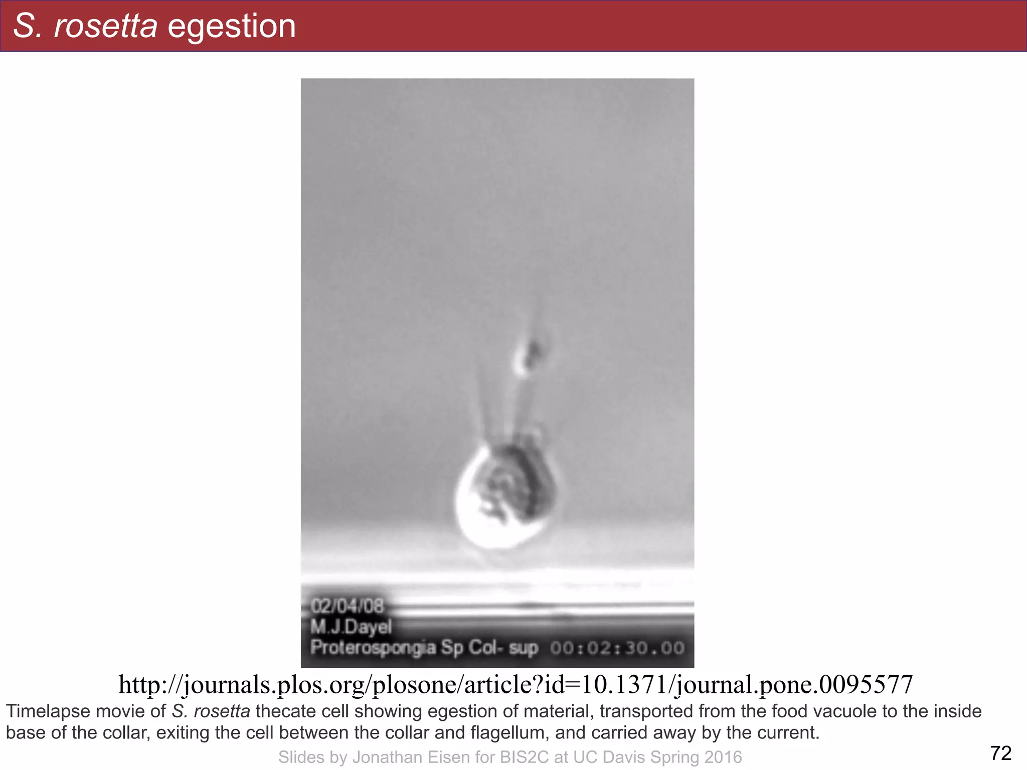 !72Slides by Jonathan Eisen for BIS2C at UC Davis Spring 2016
Timelapse movie of S. rosetta thecate cell showing egestion of material, transported from the food vacuole to the inside
base of the collar, exiting the cell between the collar and flagellum, and carried away by the current.
http://journals.plos.org/plosone/article?id=10.1371/journal.pone.0095577
S. rosetta egestion
 