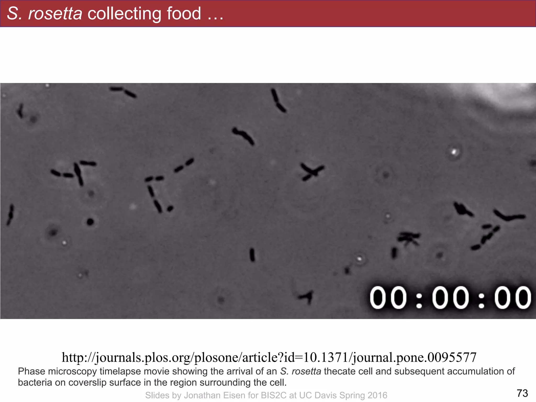 !73Slides by Jonathan Eisen for BIS2C at UC Davis Spring 2016
http://journals.plos.org/plosone/article?id=10.1371/journal.pone.0095577
Phase microscopy timelapse movie showing the arrival of an S. rosetta thecate cell and subsequent accumulation of
bacteria on coverslip surface in the region surrounding the cell.
S. rosetta collecting food …
 