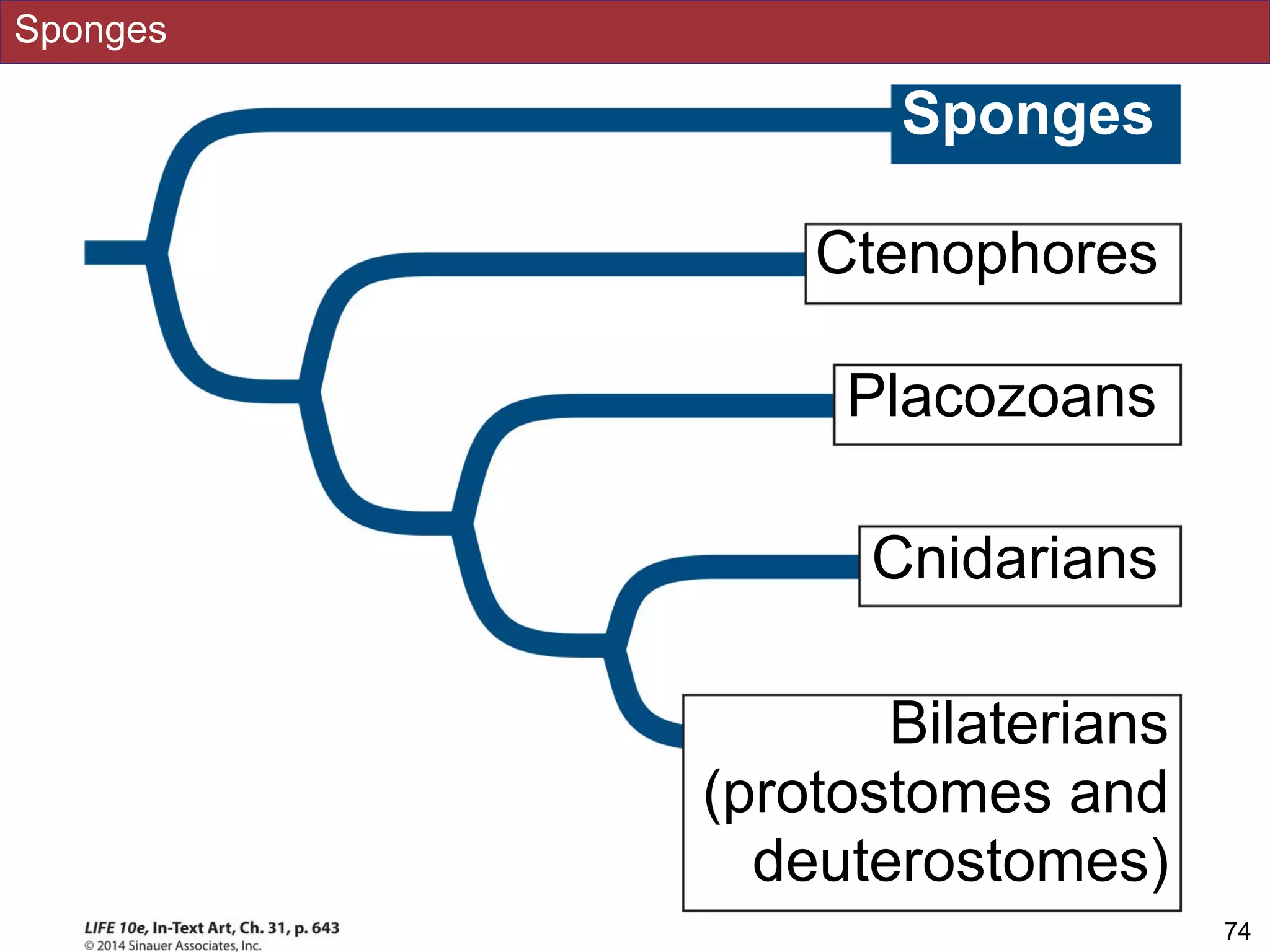 Sponges
!74Slides by Jonathan Eisen for BIS2C at UC Davis Spring 2016
Sponges
Bilaterians
(protostomes and
deuterostomes)
Ctenophores
Cnidarians
Placozoans
 