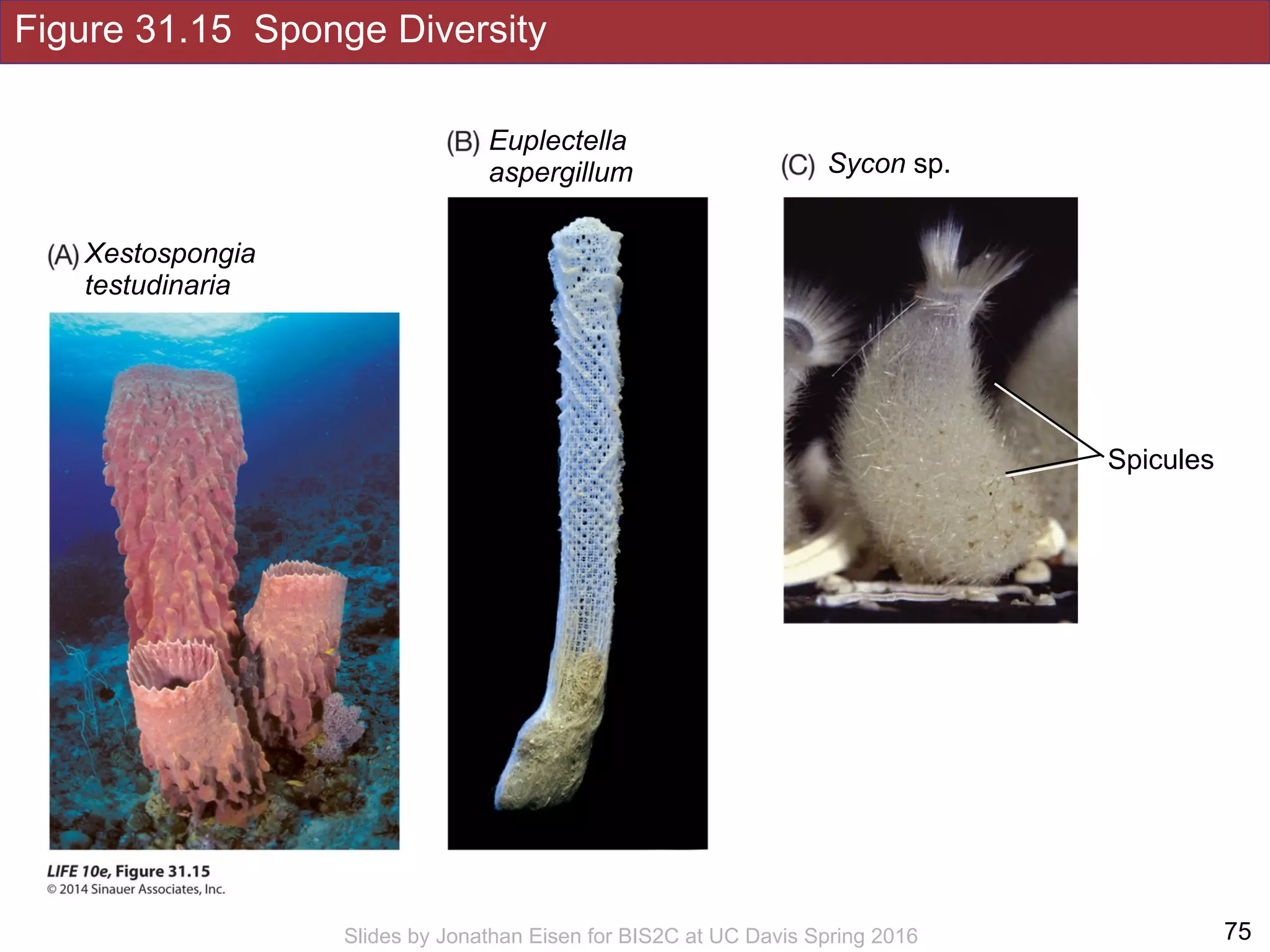Figure 31.15 Sponge Diversity
!75Slides by Jonathan Eisen for BIS2C at UC Davis Spring 2016
Euplectella
aspergillum
Xestospongia
testudinaria
Spicules
Sycon sp.
 