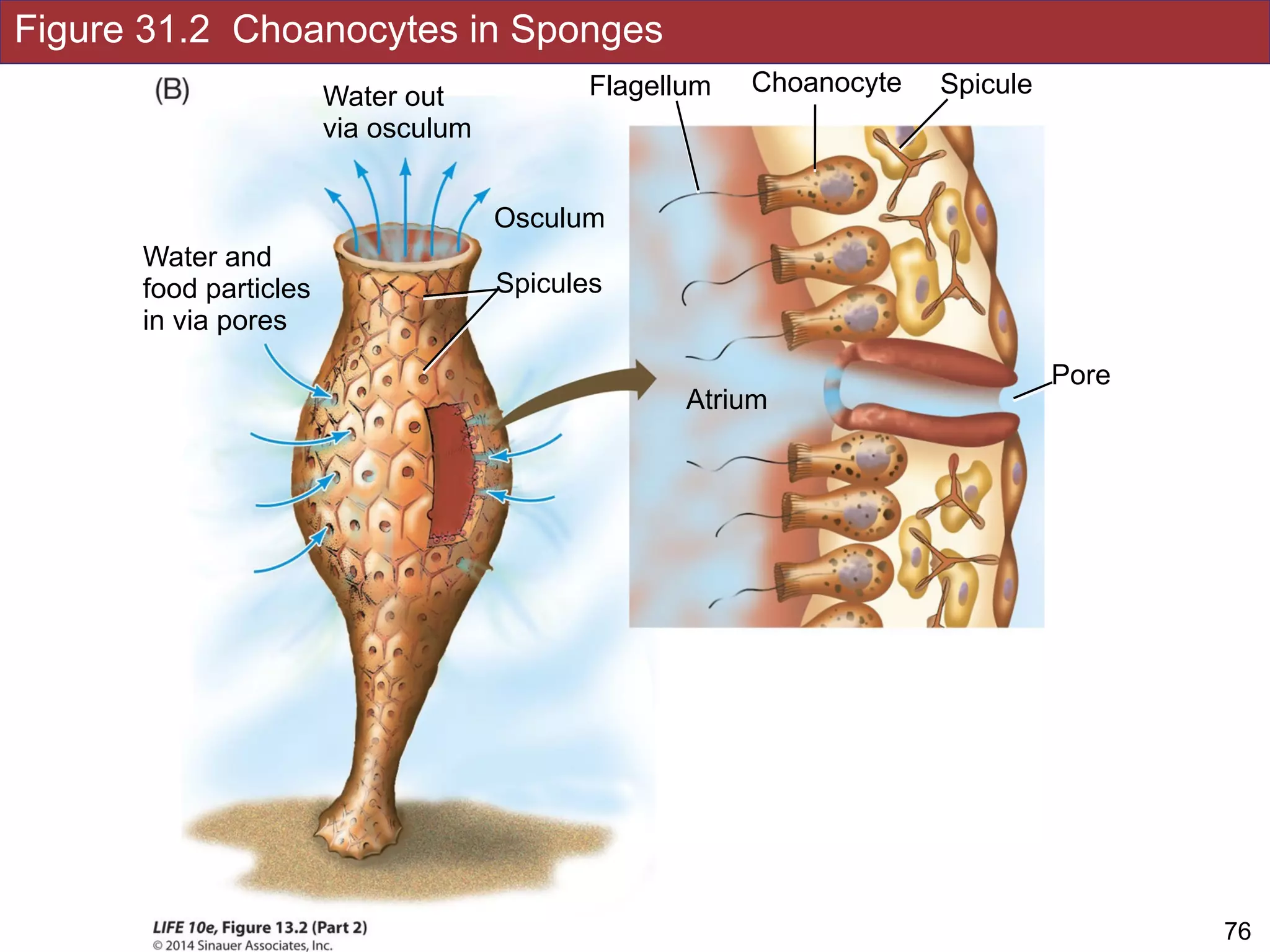 Figure 31.2 Choanocytes in Sponges
!76Slides by Jonathan Eisen for BIS2C at UC Davis Spring 2016
Choanocyte
Pore
Osculum
Water out
via osculum
Atrium
Spicule
Water and
food particles
in via pores
Spicules
Flagellum
 