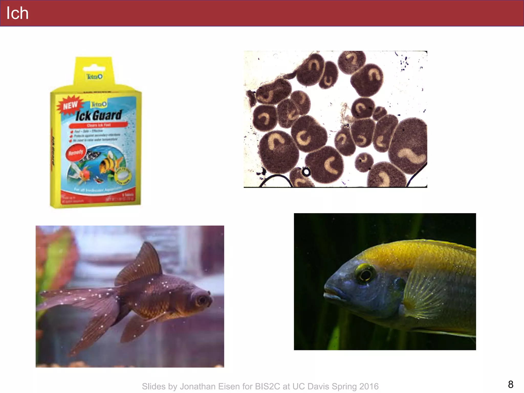 Ich
!8Slides by Jonathan Eisen for BIS2C at UC Davis Spring 2016
 