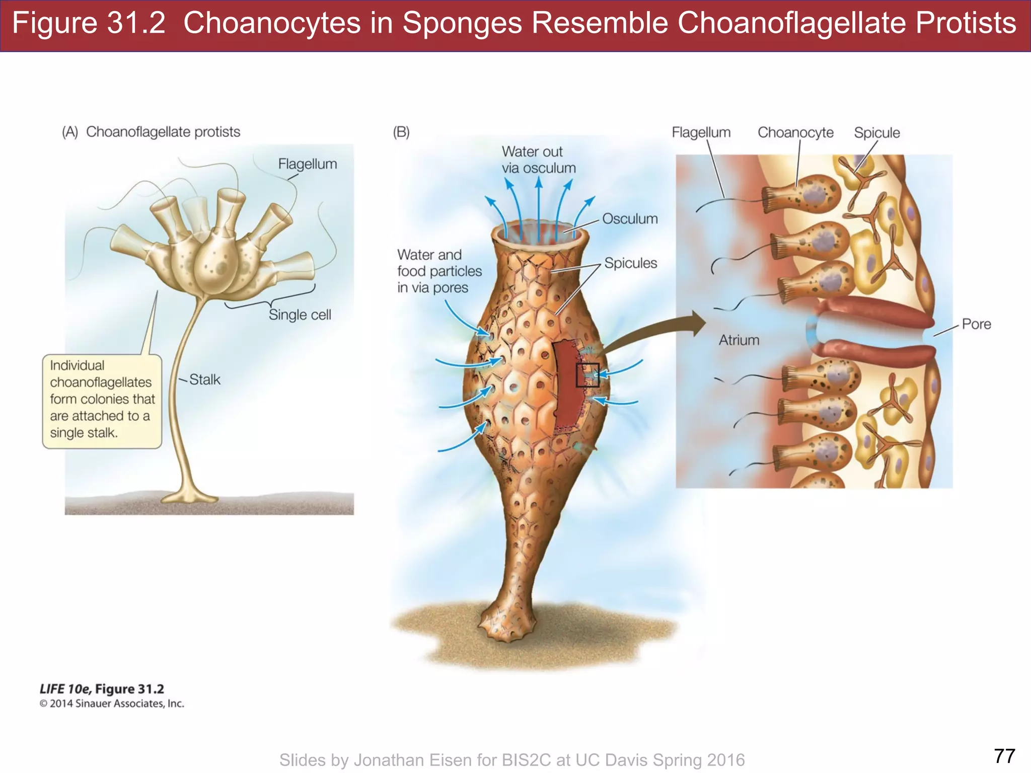 !77
Figure 31.2 Choanocytes in Sponges Resemble Choanoflagellate Protists
Slides by Jonathan Eisen for BIS2C at UC Davis Spring 2016
 