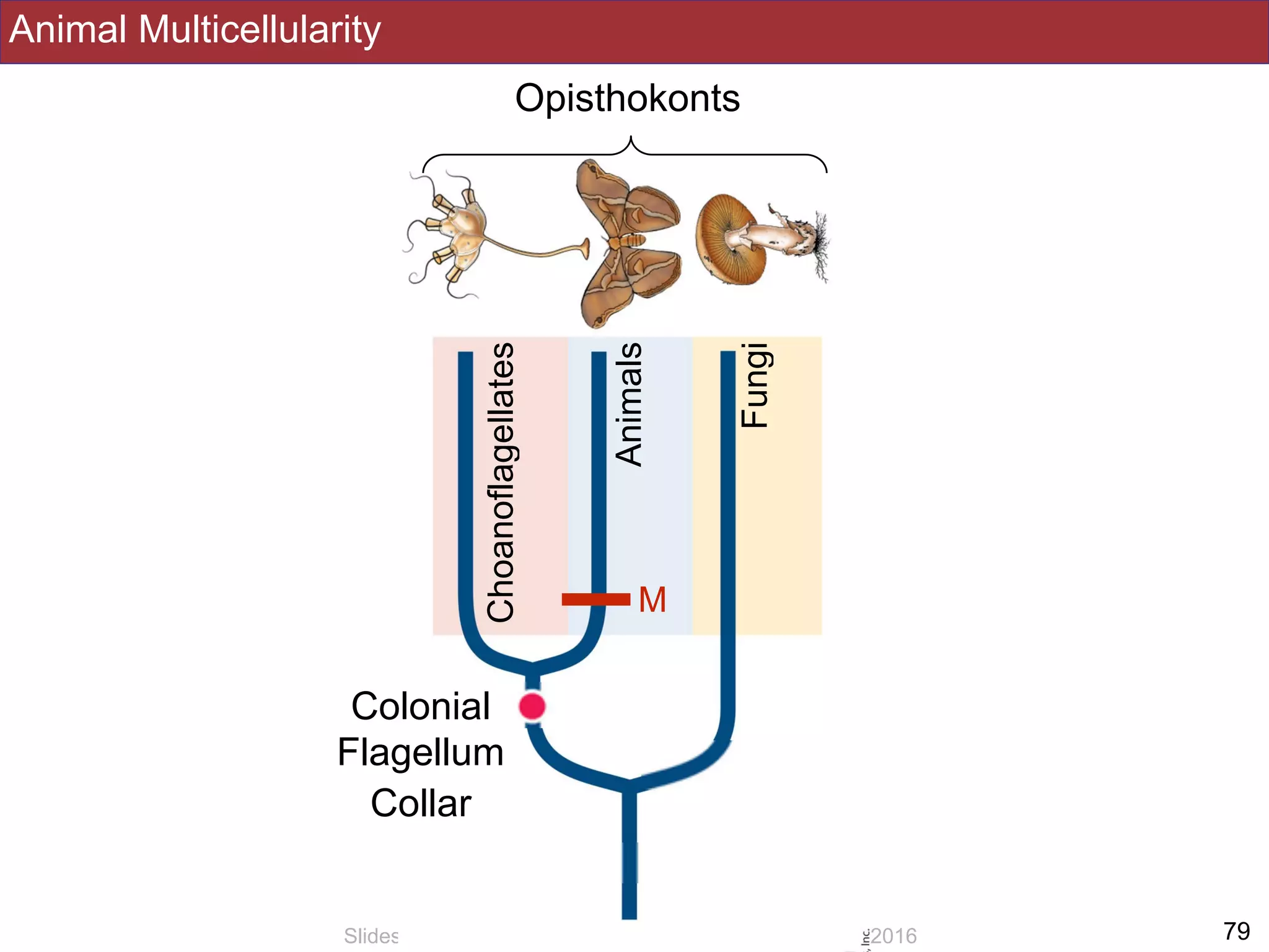 Animal Multicellularity
!79Slides by Jonathan Eisen for BIS2C at UC Davis Spring 2016
Opisthokonts
Fungi
Animals
Choanoflagellates
Colonial
M
Flagellum
Collar
 