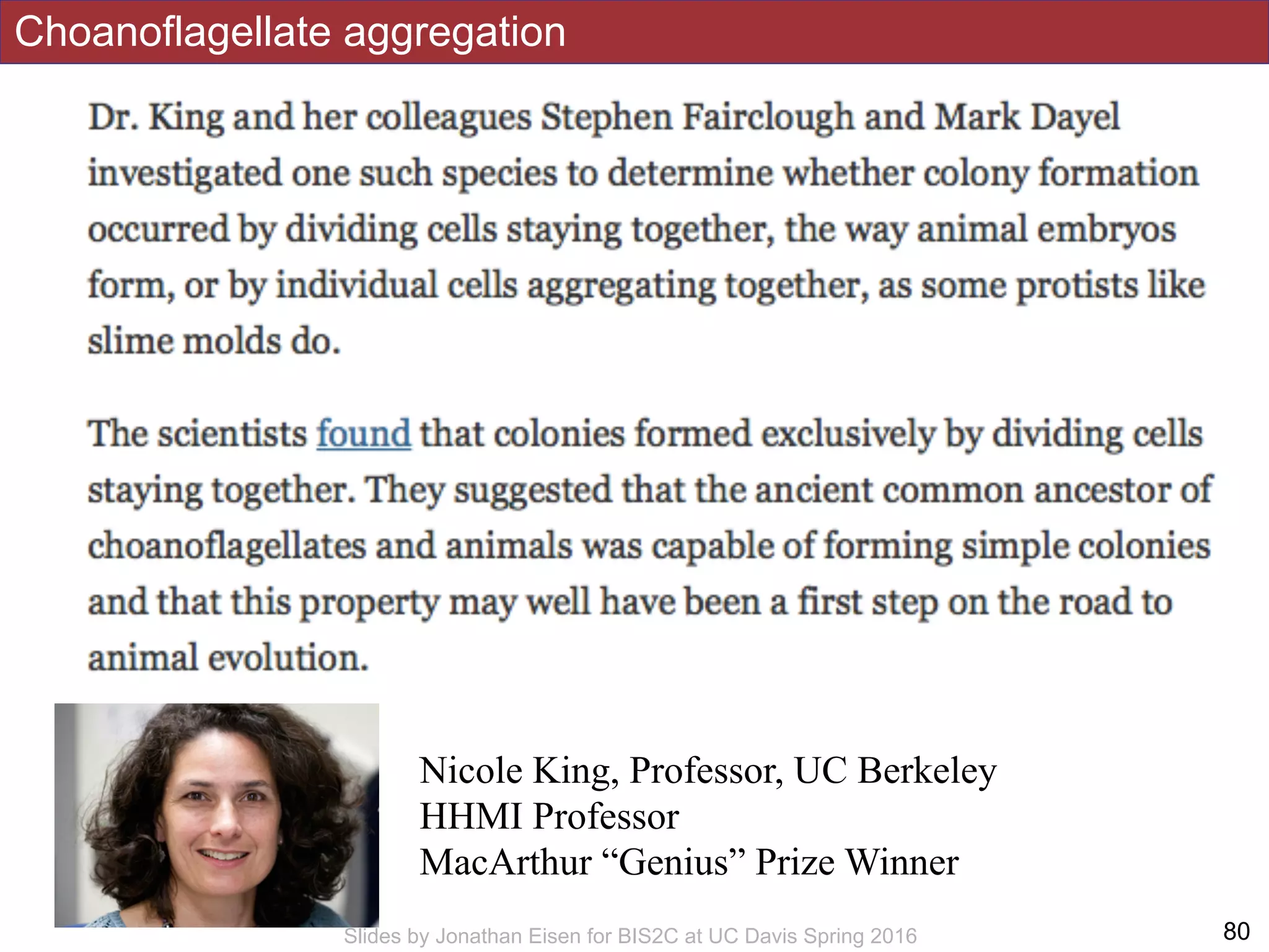 Choanoflagellate aggregation
!80Slides by Jonathan Eisen for BIS2C at UC Davis Spring 2016
Nicole King, Professor, UC Berkeley
HHMI Professor
MacArthur “Genius” Prize Winner
 