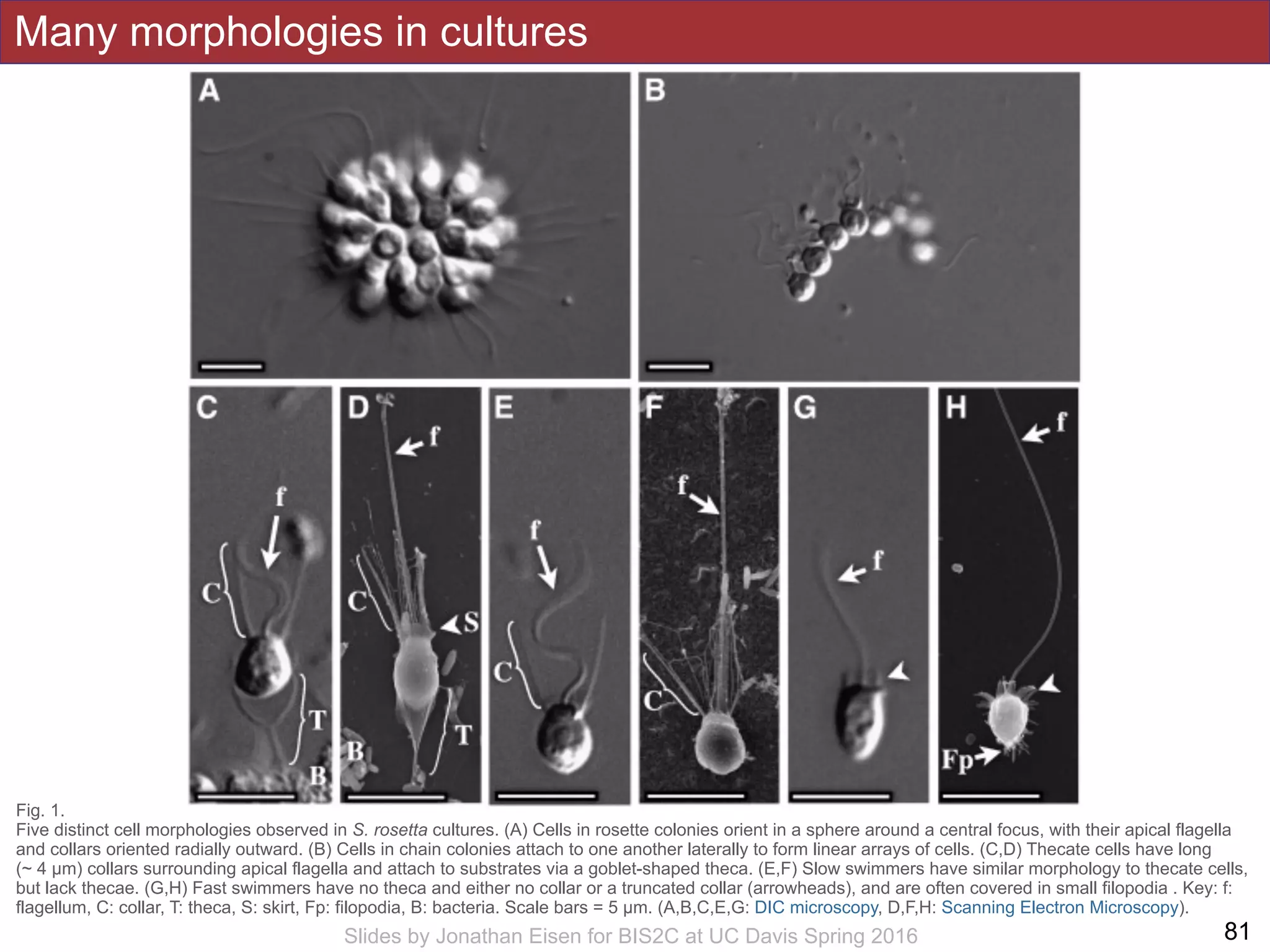 Many morphologies in cultures
!81Slides by Jonathan Eisen for BIS2C at UC Davis Spring 2016
Fig. 1.
Five distinct cell morphologies observed in S. rosetta cultures. (A) Cells in rosette colonies orient in a sphere around a central focus, with their apical flagella
and collars oriented radially outward. (B) Cells in chain colonies attach to one another laterally to form linear arrays of cells. (C,D) Thecate cells have long
(~ 4 µm) collars surrounding apical flagella and attach to substrates via a goblet-shaped theca. (E,F) Slow swimmers have similar morphology to thecate cells,
but lack thecae. (G,H) Fast swimmers have no theca and either no collar or a truncated collar (arrowheads), and are often covered in small filopodia . Key: f:
flagellum, C: collar, T: theca, S: skirt, Fp: filopodia, B: bacteria. Scale bars = 5 µm. (A,B,C,E,G: DIC microscopy, D,F,H: Scanning Electron Microscopy).
 