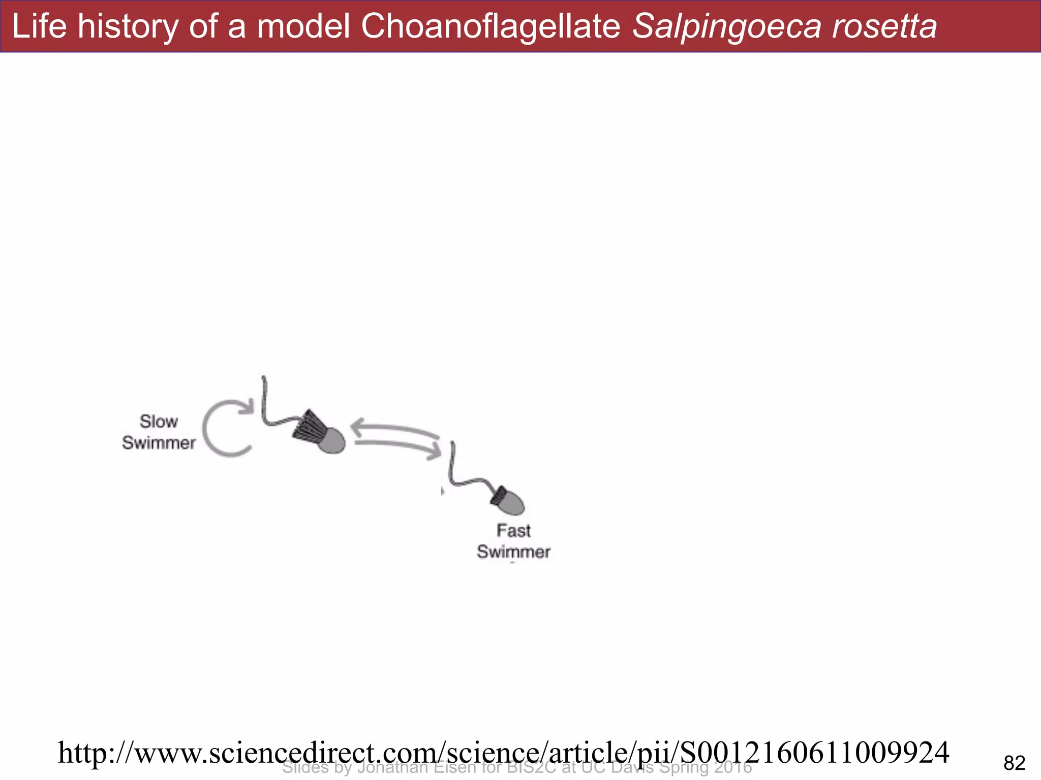 Life history of a model Choanoflagellate Salpingoeca rosetta
!82Slides by Jonathan Eisen for BIS2C at UC Davis Spring 2016
http://www.sciencedirect.com/science/article/pii/S0012160611009924
 