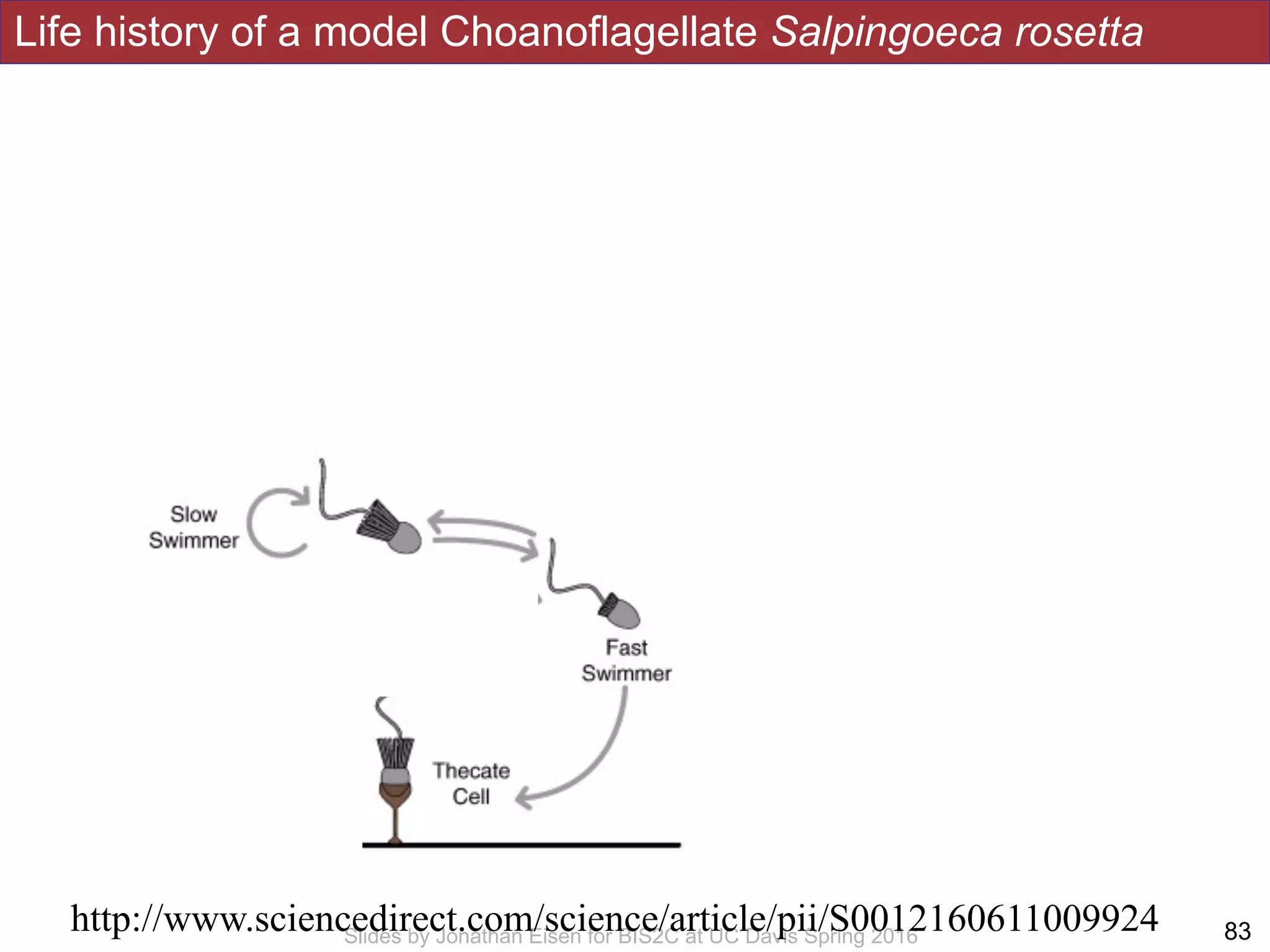 Life history of a model Choanoflagellate Salpingoeca rosetta
!83Slides by Jonathan Eisen for BIS2C at UC Davis Spring 2016
http://www.sciencedirect.com/science/article/pii/S0012160611009924
 