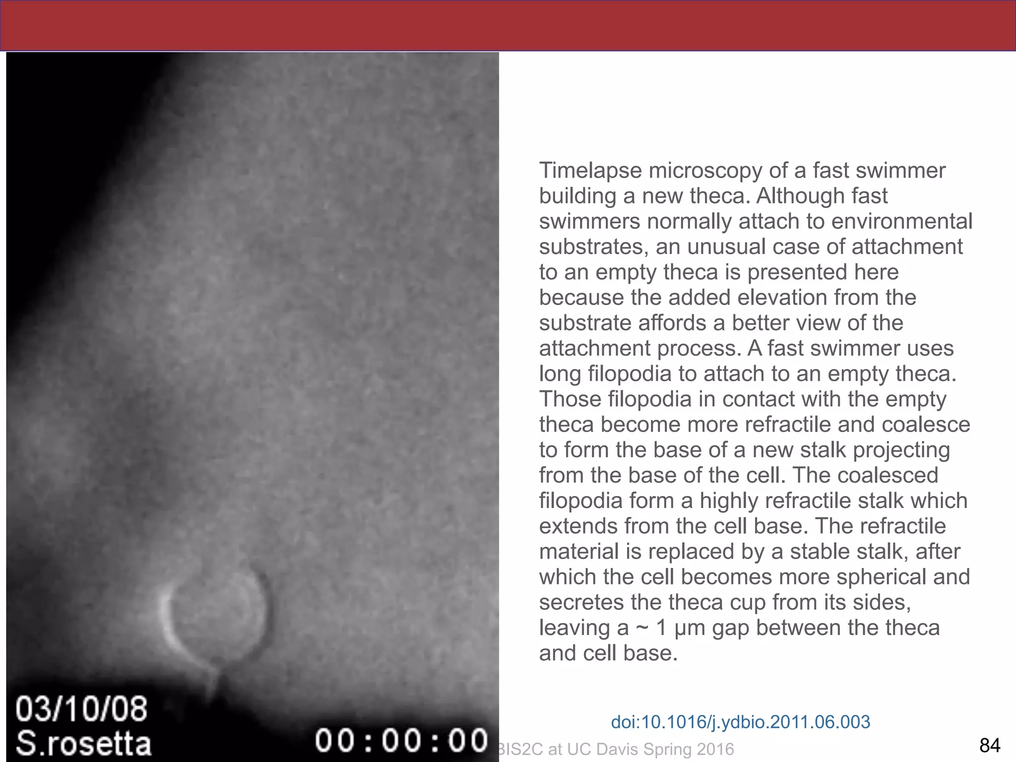!84Slides by Jonathan Eisen for BIS2C at UC Davis Spring 2016
Timelapse microscopy of a fast swimmer
building a new theca. Although fast
swimmers normally attach to environmental
substrates, an unusual case of attachment
to an empty theca is presented here
because the added elevation from the
substrate affords a better view of the
attachment process. A fast swimmer uses
long filopodia to attach to an empty theca.
Those filopodia in contact with the empty
theca become more refractile and coalesce
to form the base of a new stalk projecting
from the base of the cell. The coalesced
filopodia form a highly refractile stalk which
extends from the cell base. The refractile
material is replaced by a stable stalk, after
which the cell becomes more spherical and
secretes the theca cup from its sides,
leaving a ~ 1 µm gap between the theca
and cell base.
doi:10.1016/j.ydbio.2011.06.003
 