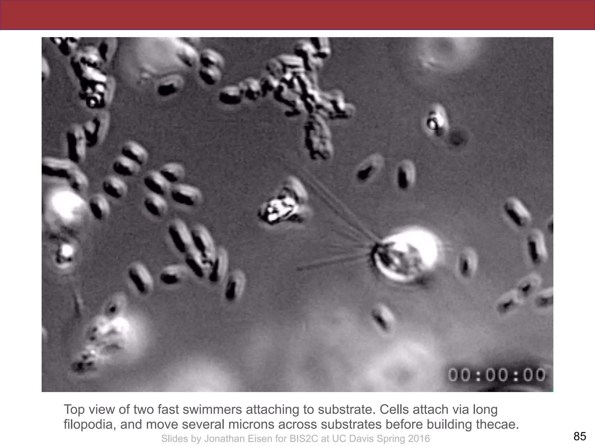 !85Slides by Jonathan Eisen for BIS2C at UC Davis Spring 2016
Top view of two fast swimmers attaching to substrate. Cells attach via long
filopodia, and move several microns across substrates before building thecae.
 