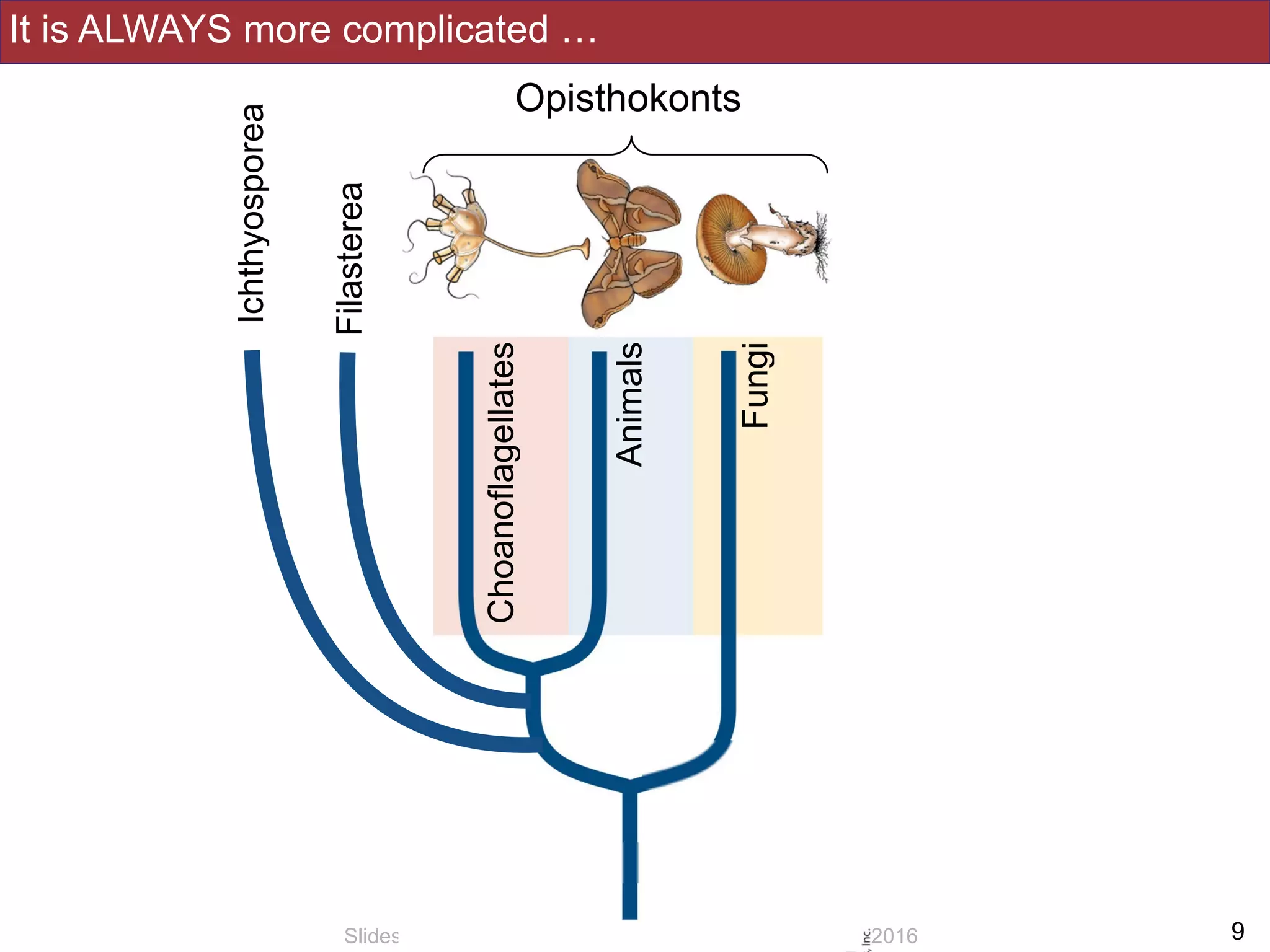It is ALWAYS more complicated …
!9Slides by Jonathan Eisen for BIS2C at UC Davis Spring 2016
Opisthokonts
Fungi
Animals
Choanoflagellates
Filasterea
Ichthyosporea
 