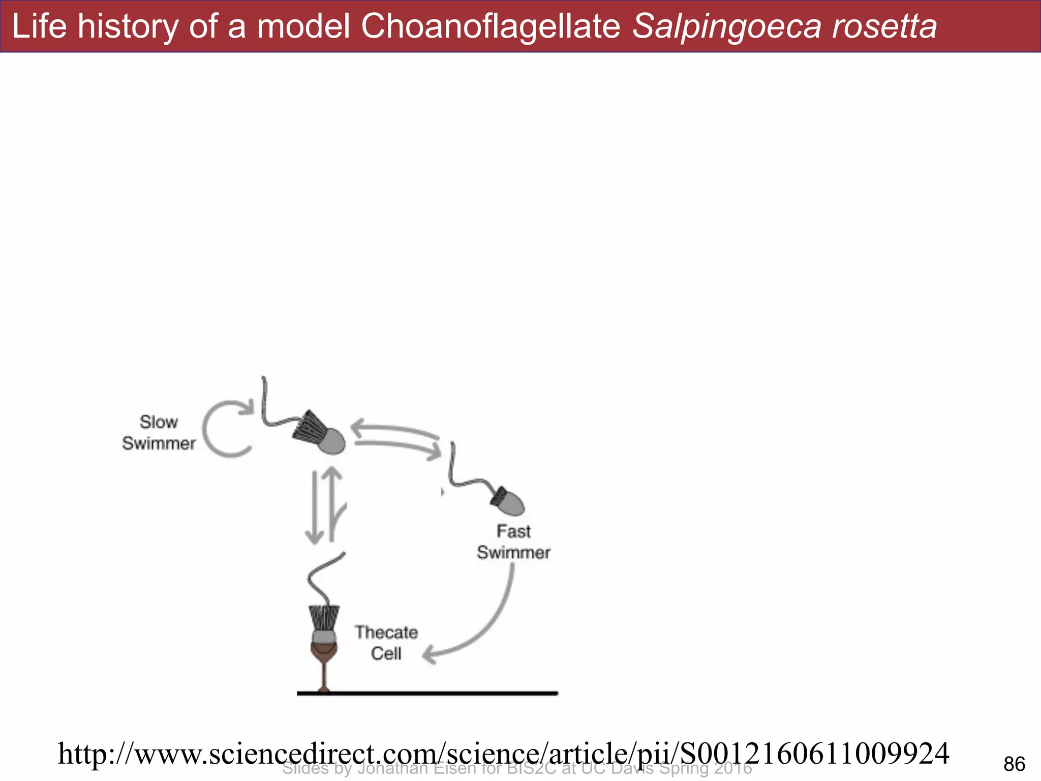 Life history of a model Choanoflagellate Salpingoeca rosetta
!86Slides by Jonathan Eisen for BIS2C at UC Davis Spring 2016
http://www.sciencedirect.com/science/article/pii/S0012160611009924
 