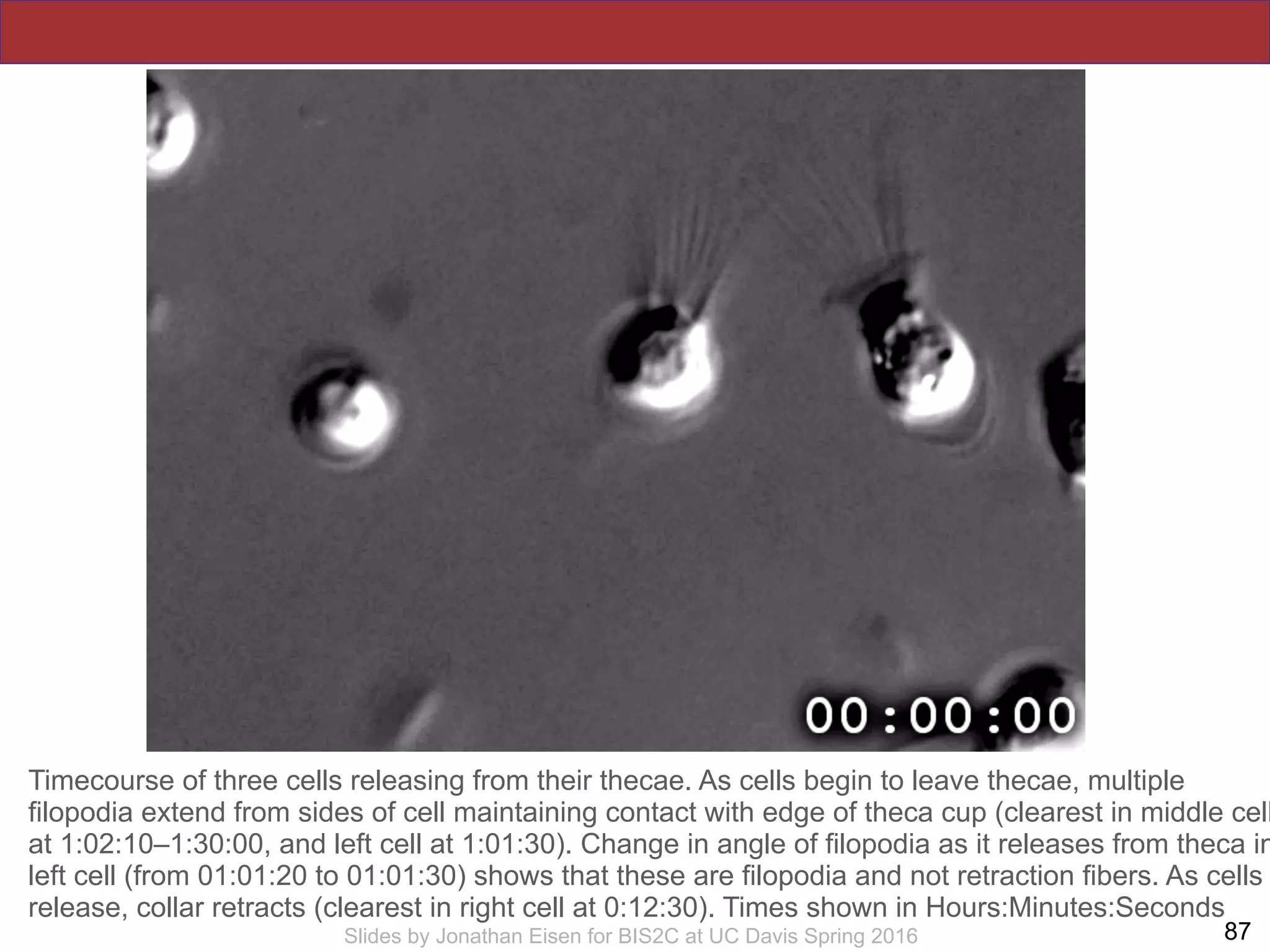 !87Slides by Jonathan Eisen for BIS2C at UC Davis Spring 2016
Timecourse of three cells releasing from their thecae. As cells begin to leave thecae, multiple
filopodia extend from sides of cell maintaining contact with edge of theca cup (clearest in middle cell
at 1:02:10–1:30:00, and left cell at 1:01:30). Change in angle of filopodia as it releases from theca in
left cell (from 01:01:20 to 01:01:30) shows that these are filopodia and not retraction fibers. As cells
release, collar retracts (clearest in right cell at 0:12:30). Times shown in Hours:Minutes:Seconds
 