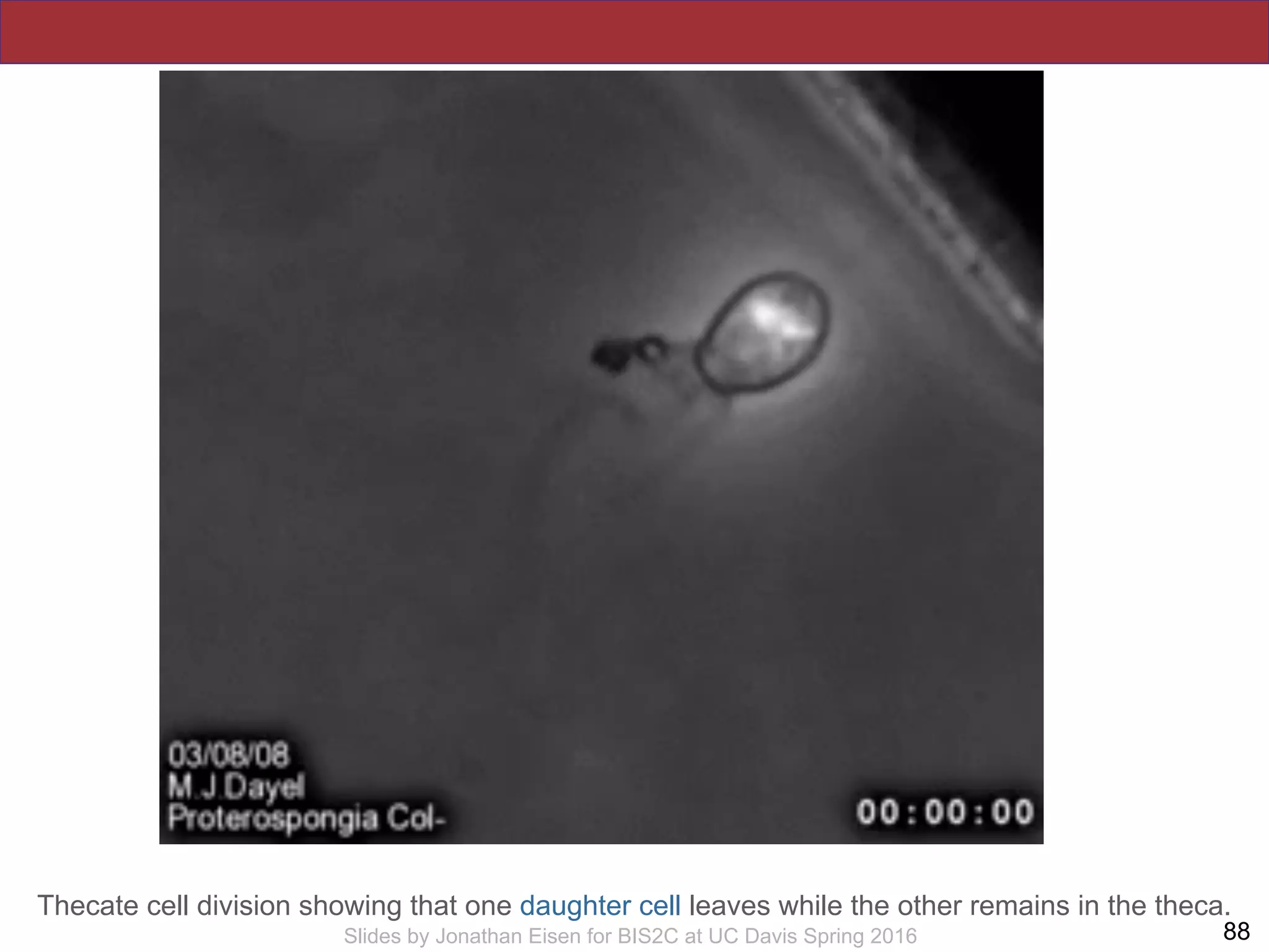 !88Slides by Jonathan Eisen for BIS2C at UC Davis Spring 2016
Thecate cell division showing that one daughter cell leaves while the other remains in the theca.
 