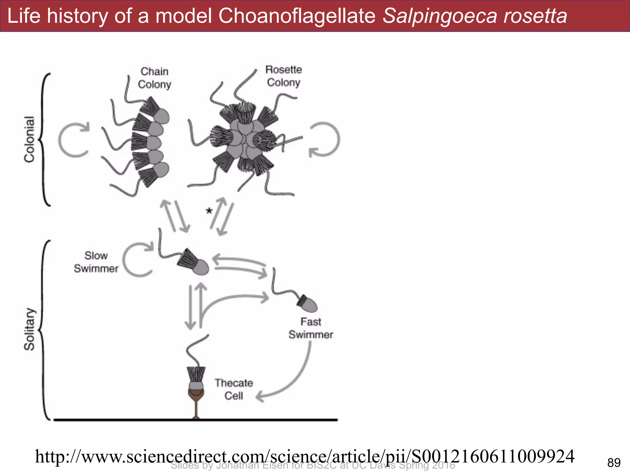 Life history of a model Choanoflagellate Salpingoeca rosetta
!89Slides by Jonathan Eisen for BIS2C at UC Davis Spring 2016
http://www.sciencedirect.com/science/article/pii/S0012160611009924
 