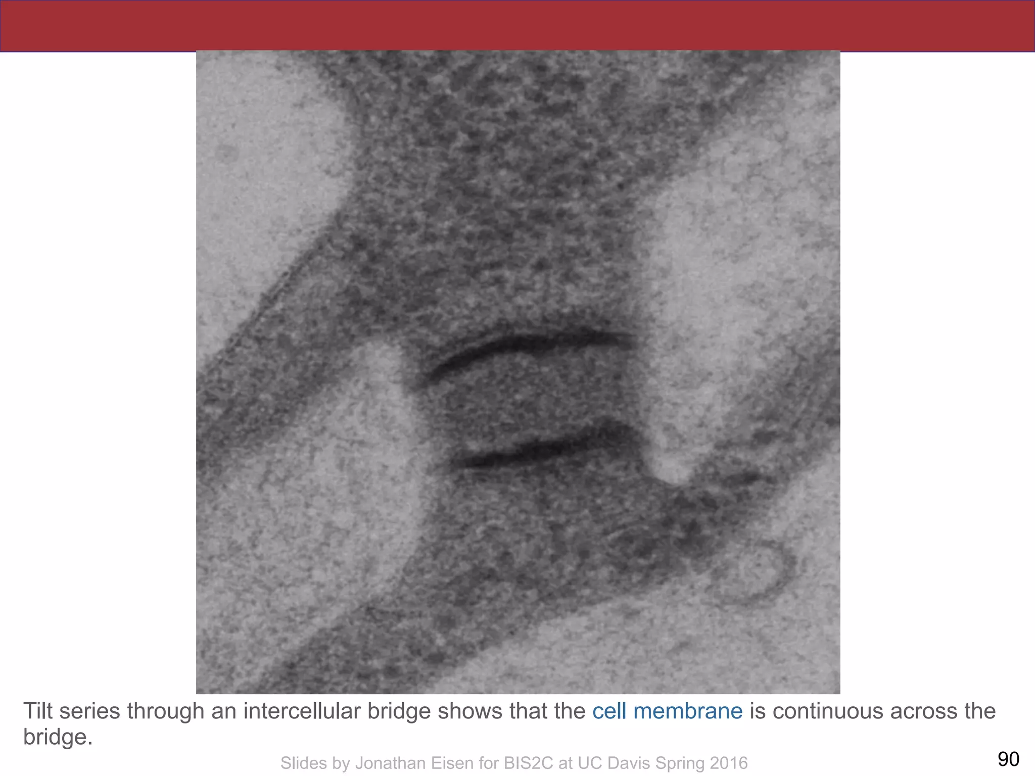 !90Slides by Jonathan Eisen for BIS2C at UC Davis Spring 2016
Tilt series through an intercellular bridge shows that the cell membrane is continuous across the
bridge.
 