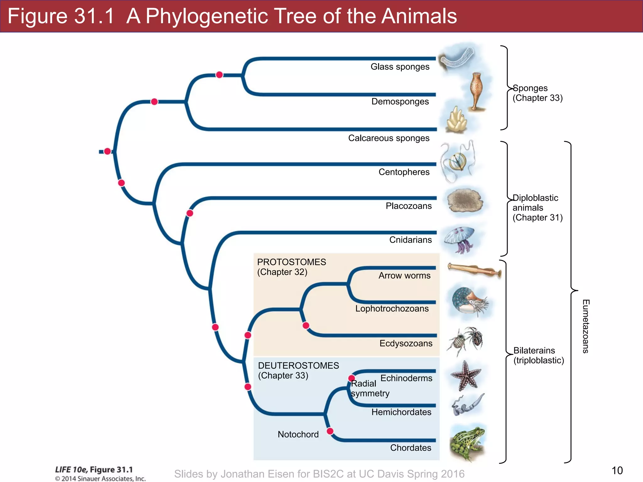 Figure 31.1 A Phylogenetic Tree of the Animals
!10Slides by Jonathan Eisen for BIS2C at UC Davis Spring 2016
Notochord
Hemichordates
DEUTEROSTOMES
(Chapter 33)
Chordates
Echinoderms
Radial
symmetry
Placozoans
Cnidarians
Arrow worms
Lophotrochozoans
Calcareous sponges
Demosponges
Glass sponges
Ecdysozoans
PROTOSTOMES
(Chapter 32)
Centopheres
Sponges
(Chapter 33)
Diploblastic 
animals 
(Chapter 31)
Bilaterains 
(triploblastic)
Eumetazoans
 