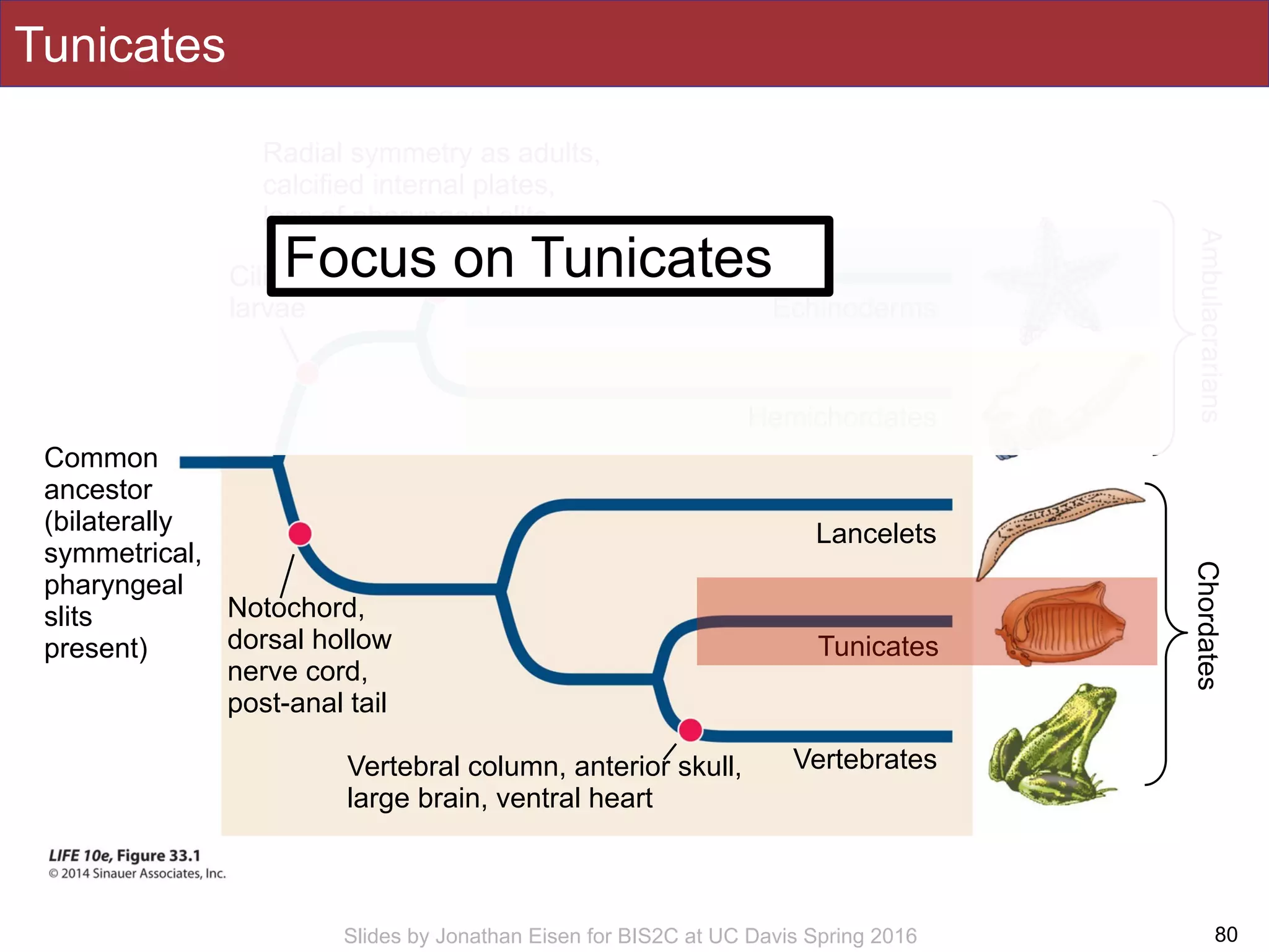 Slides by Jonathan Eisen for BIS2C at UC Davis Spring 2016
Tunicates
80
Chordates
Common
ancestor
(bilaterally
symmetrical,
pharyngeal
slits
present)
Echinoderms
Hemichordates
Lancelets
Tunicates
VertebratesVertebral column, anterior skull,
large brain, ventral heart
Notochord,
dorsal hollow
nerve cord,
post-anal tail
Radial symmetry as adults,
calcified internal plates,
loss of pharyngeal slits
Ciliated
larvae
Ambulacrarians
Focus on Tunicates
 