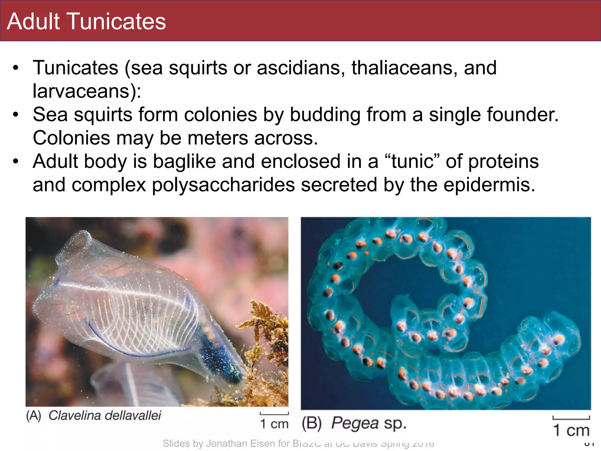 Slides by Jonathan Eisen for BIS2C at UC Davis Spring 2016
Adult Tunicates
81
• Tunicates (sea squirts or ascidians, thaliaceans, and
larvaceans):
• Sea squirts form colonies by budding from a single founder.
Colonies may be meters across.
• Adult body is baglike and enclosed in a “tunic” of proteins
and complex polysaccharides secreted by the epidermis.
 