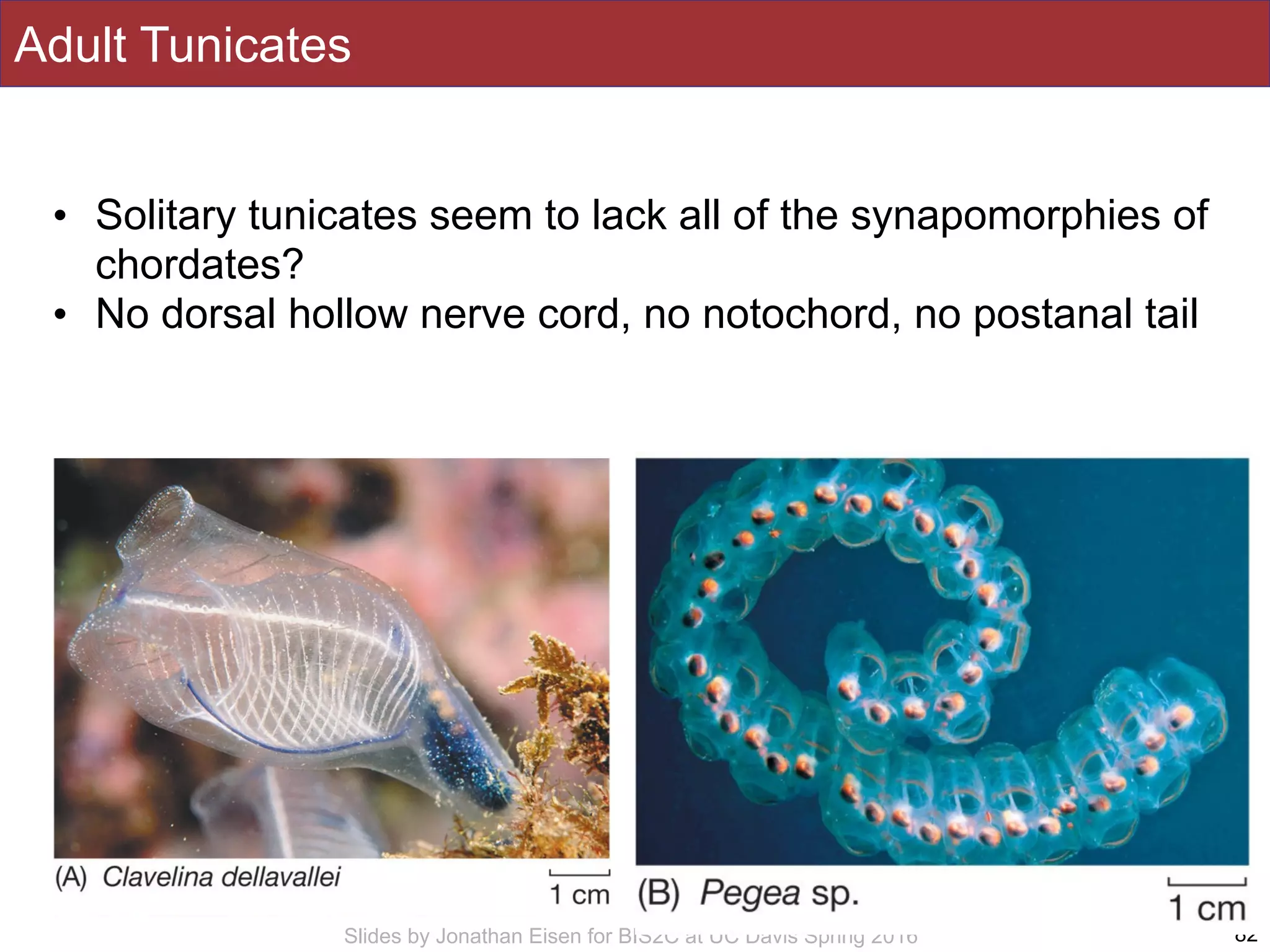Slides by Jonathan Eisen for BIS2C at UC Davis Spring 2016
Adult Tunicates
82
• Solitary tunicates seem to lack all of the synapomorphies of
chordates?
• No dorsal hollow nerve cord, no notochord, no postanal tail
 