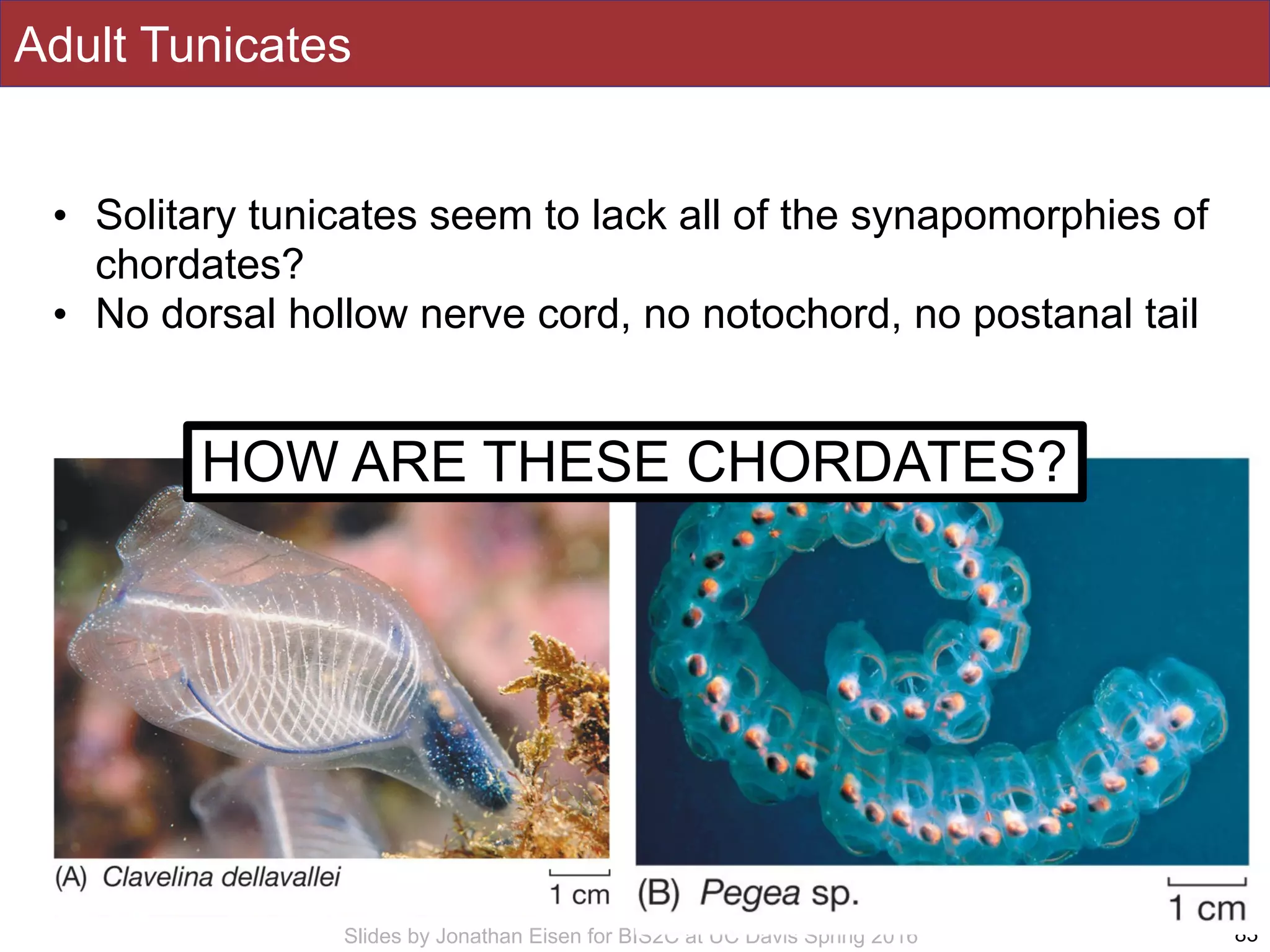 Slides by Jonathan Eisen for BIS2C at UC Davis Spring 2016
Adult Tunicates
83
• Solitary tunicates seem to lack all of the synapomorphies of
chordates?
• No dorsal hollow nerve cord, no notochord, no postanal tail
HOW ARE THESE CHORDATES?
 
