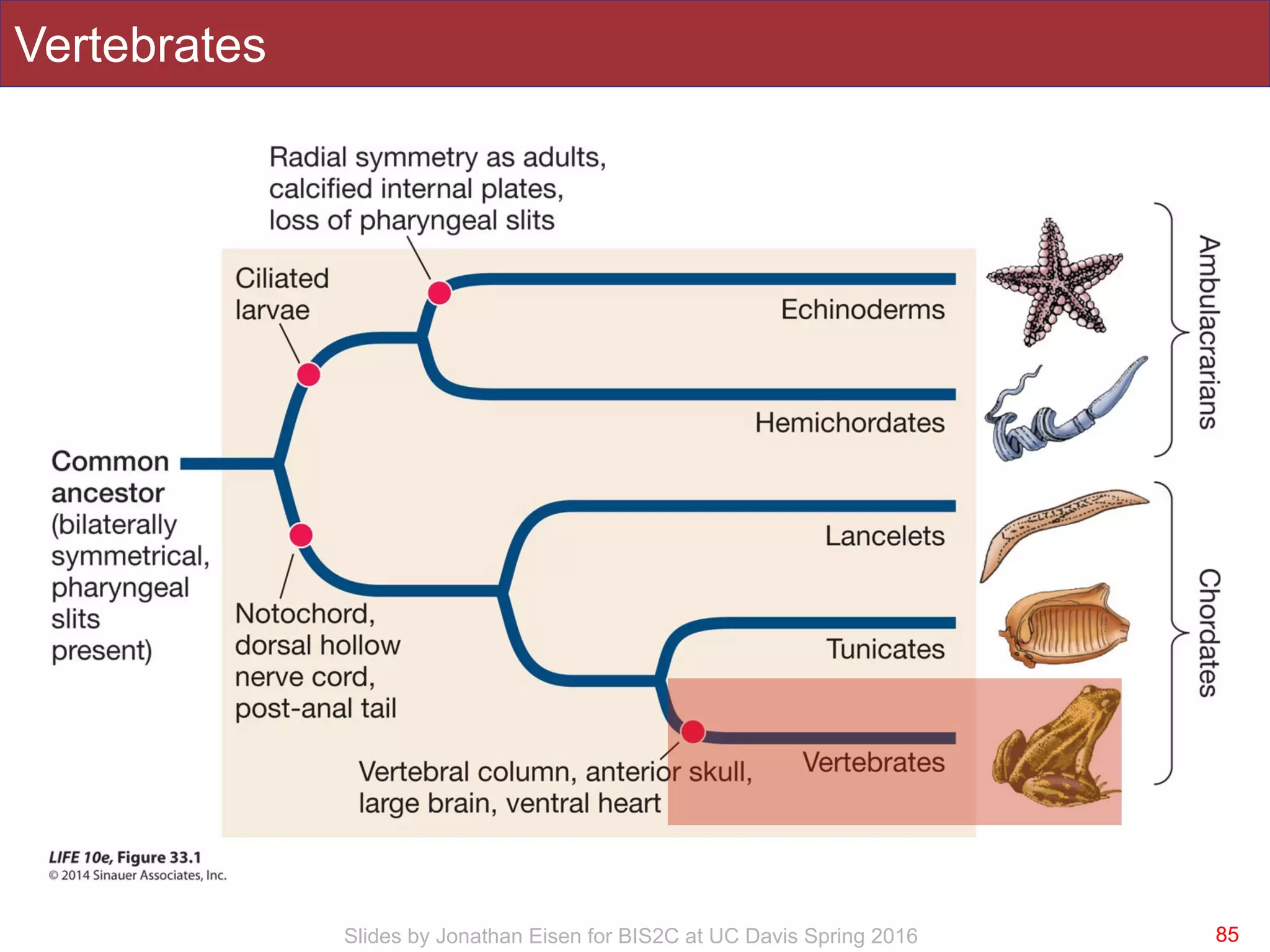Slides by Jonathan Eisen for BIS2C at UC Davis Spring 2016
Vertebrates
85
 
