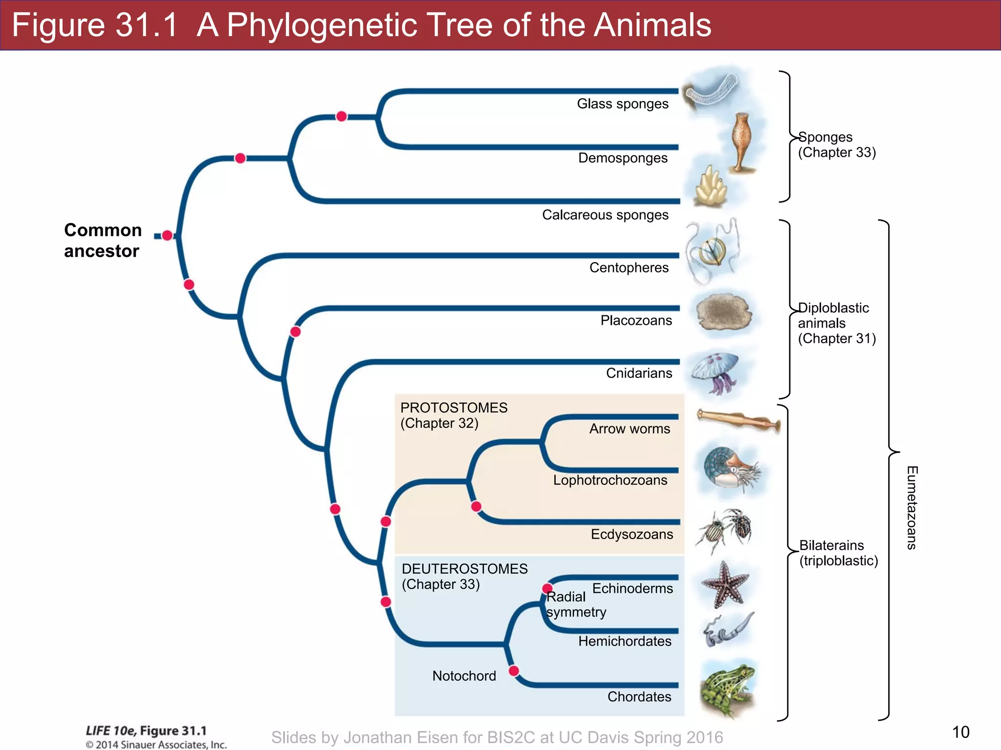 Figure 31.1 A Phylogenetic Tree of the Animals
!10Slides by Jonathan Eisen for BIS2C at UC Davis Spring 2016
Notochord
Hemichordates
DEUTEROSTOMES
(Chapter 33)
Chordates
Echinoderms
Radial
symmetry
Placozoans
Cnidarians
Arrow worms
Lophotrochozoans
Calcareous sponges
Demosponges
Glass sponges
Ecdysozoans
PROTOSTOMES
(Chapter 32)
Centopheres
Sponges
(Chapter 33)
Diploblastic 
animals 
(Chapter 31)
Bilaterains 
(triploblastic)
Eumetazoans
Common
ancestor
 