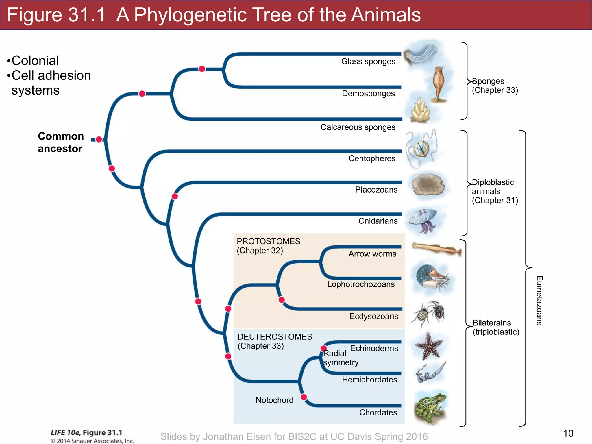 Figure 31.1 A Phylogenetic Tree of the Animals
!10Slides by Jonathan Eisen for BIS2C at UC Davis Spring 2016
Notochord
Hemichordates
DEUTEROSTOMES
(Chapter 33)
Chordates
Echinoderms
Radial
symmetry
Placozoans
Cnidarians
Arrow worms
Lophotrochozoans
Calcareous sponges
Demosponges
Glass sponges
Ecdysozoans
PROTOSTOMES
(Chapter 32)
Centopheres
Sponges
(Chapter 33)
Diploblastic 
animals 
(Chapter 31)
Bilaterains 
(triploblastic)
Eumetazoans
Common
ancestor
•Colonial
•Cell adhesion
systems
 