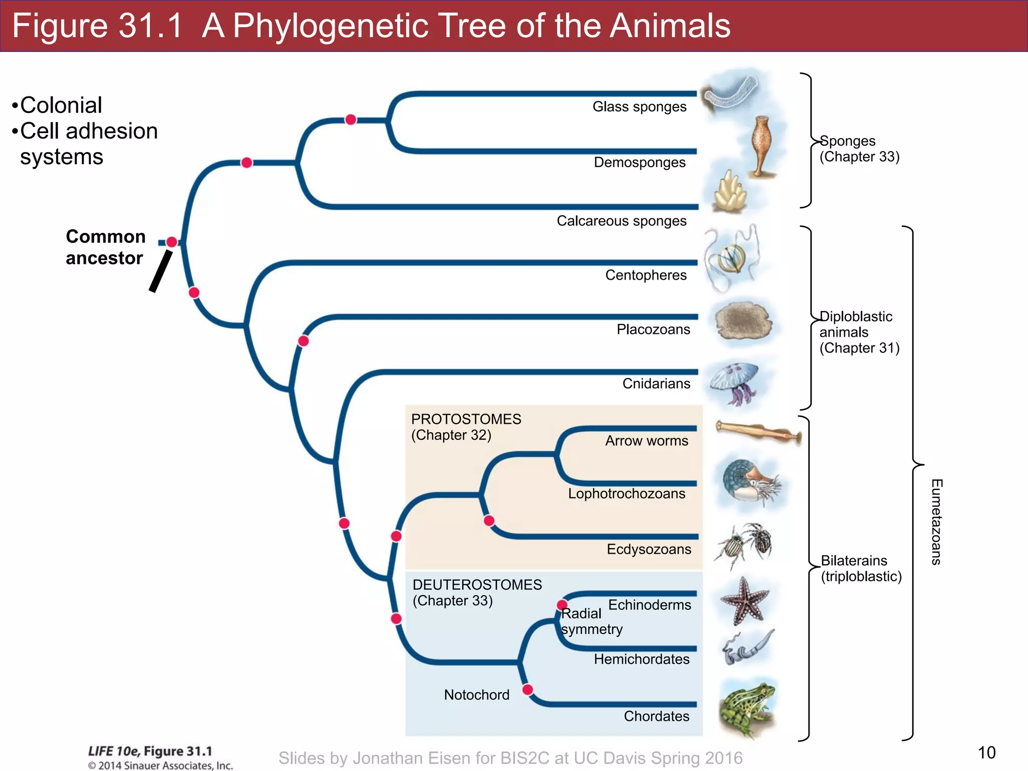 Figure 31.1 A Phylogenetic Tree of the Animals
!10Slides by Jonathan Eisen for BIS2C at UC Davis Spring 2016
Notochord
Hemichordates
DEUTEROSTOMES
(Chapter 33)
Chordates
Echinoderms
Radial
symmetry
Placozoans
Cnidarians
Arrow worms
Lophotrochozoans
Calcareous sponges
Demosponges
Glass sponges
Ecdysozoans
PROTOSTOMES
(Chapter 32)
Centopheres
Sponges
(Chapter 33)
Diploblastic 
animals 
(Chapter 31)
Bilaterains 
(triploblastic)
Eumetazoans
Common
ancestor
•Colonial
•Cell adhesion
systems
 