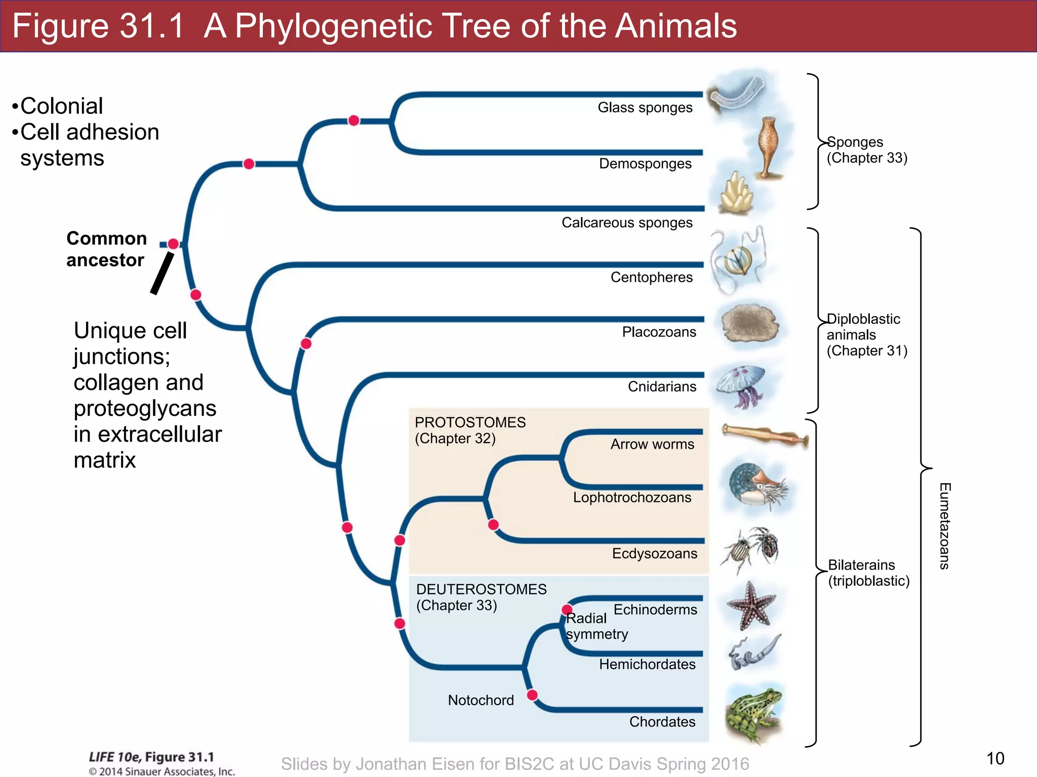 Figure 31.1 A Phylogenetic Tree of the Animals
!10Slides by Jonathan Eisen for BIS2C at UC Davis Spring 2016
Notochord
Hemichordates
DEUTEROSTOMES
(Chapter 33)
Chordates
Echinoderms
Radial
symmetry
Placozoans
Cnidarians
Arrow worms
Lophotrochozoans
Calcareous sponges
Demosponges
Glass sponges
Ecdysozoans
PROTOSTOMES
(Chapter 32)
Centopheres
Sponges
(Chapter 33)
Diploblastic 
animals 
(Chapter 31)
Bilaterains 
(triploblastic)
Eumetazoans
Unique cell
junctions;
collagen and
proteoglycans
in extracellular
matrix
Common
ancestor
•Colonial
•Cell adhesion
systems
 