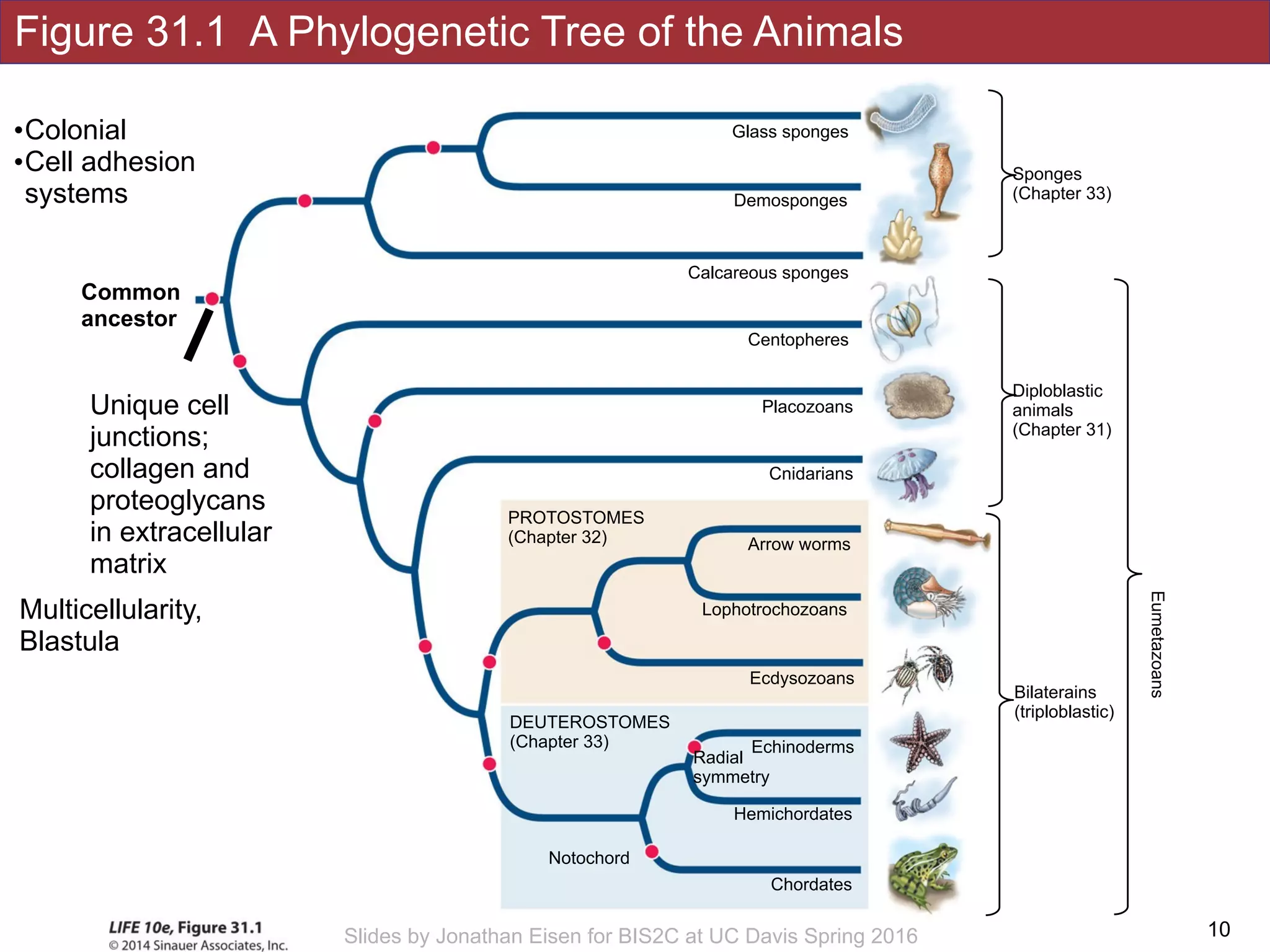 Figure 31.1 A Phylogenetic Tree of the Animals
!10Slides by Jonathan Eisen for BIS2C at UC Davis Spring 2016
Notochord
Hemichordates
DEUTEROSTOMES
(Chapter 33)
Chordates
Echinoderms
Radial
symmetry
Placozoans
Cnidarians
Arrow worms
Lophotrochozoans
Calcareous sponges
Demosponges
Glass sponges
Ecdysozoans
PROTOSTOMES
(Chapter 32)
Centopheres
Sponges
(Chapter 33)
Diploblastic 
animals 
(Chapter 31)
Bilaterains 
(triploblastic)
Eumetazoans
Unique cell
junctions;
collagen and
proteoglycans
in extracellular
matrix
Multicellularity,
Blastula
Common
ancestor
•Colonial
•Cell adhesion
systems
 