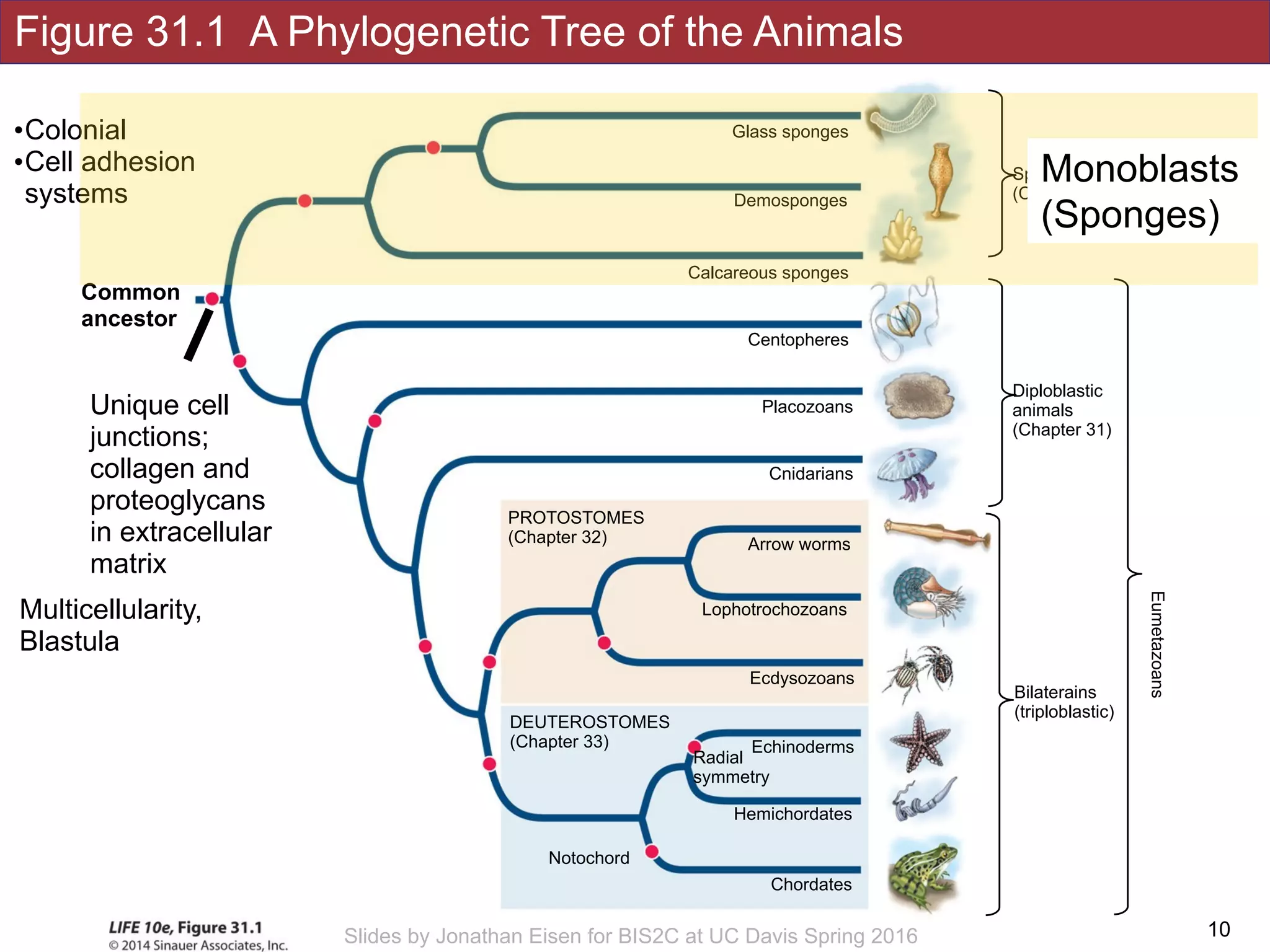 Figure 31.1 A Phylogenetic Tree of the Animals
!10Slides by Jonathan Eisen for BIS2C at UC Davis Spring 2016
Notochord
Hemichordates
DEUTEROSTOMES
(Chapter 33)
Chordates
Echinoderms
Radial
symmetry
Placozoans
Cnidarians
Arrow worms
Lophotrochozoans
Calcareous sponges
Demosponges
Glass sponges
Ecdysozoans
PROTOSTOMES
(Chapter 32)
Centopheres
Sponges
(Chapter 33)
Diploblastic 
animals 
(Chapter 31)
Bilaterains 
(triploblastic)
Eumetazoans
Unique cell
junctions;
collagen and
proteoglycans
in extracellular
matrix
Multicellularity,
Blastula
Common
ancestor
•Colonial
•Cell adhesion
systems
Monoblasts
(Sponges)
 