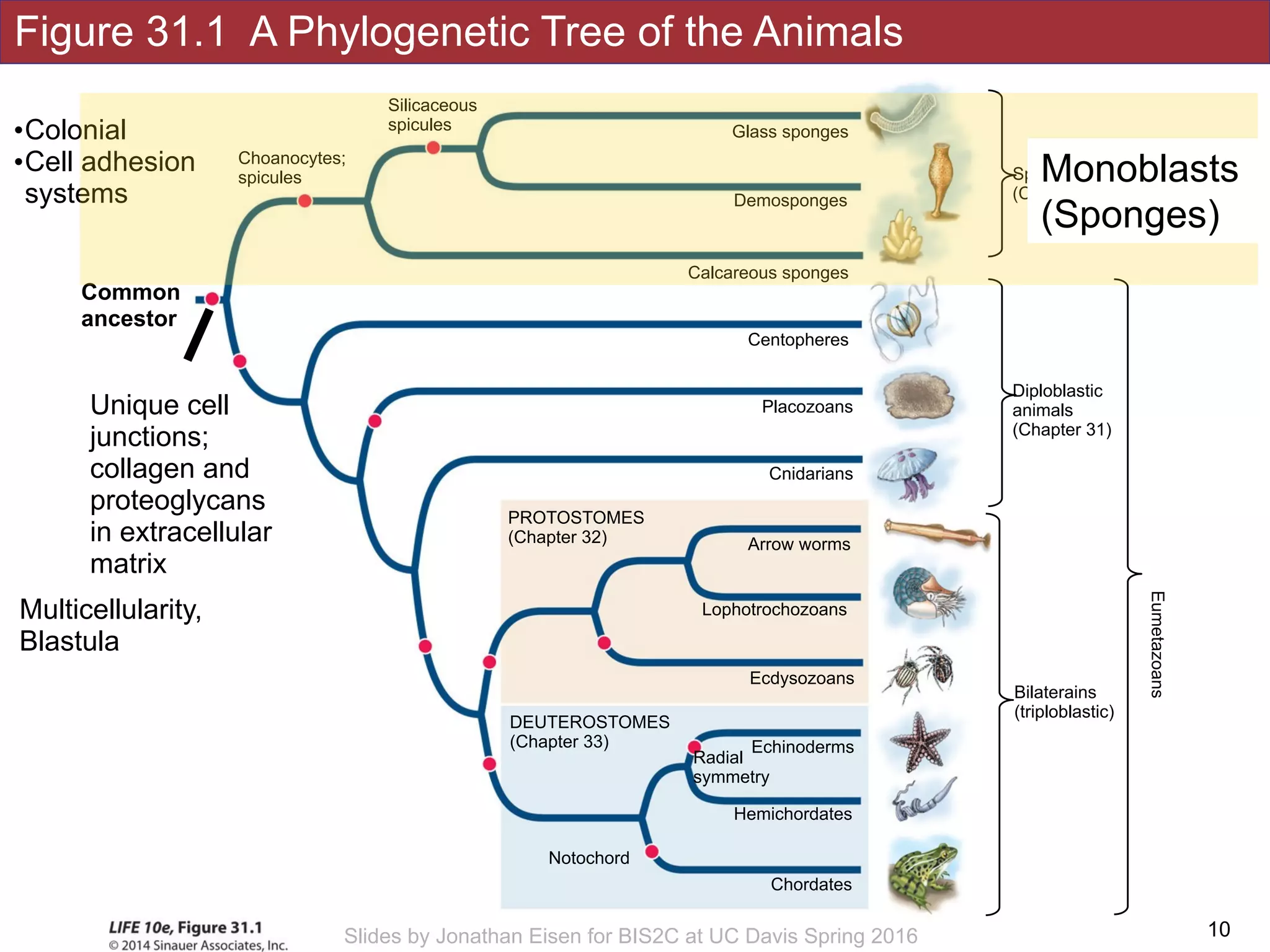 Figure 31.1 A Phylogenetic Tree of the Animals
!10Slides by Jonathan Eisen for BIS2C at UC Davis Spring 2016
Silicaceous
spicules
Choanocytes;
spicules
Notochord
Hemichordates
DEUTEROSTOMES
(Chapter 33)
Chordates
Echinoderms
Radial
symmetry
Placozoans
Cnidarians
Arrow worms
Lophotrochozoans
Calcareous sponges
Demosponges
Glass sponges
Ecdysozoans
PROTOSTOMES
(Chapter 32)
Centopheres
Sponges
(Chapter 33)
Diploblastic 
animals 
(Chapter 31)
Bilaterains 
(triploblastic)
Eumetazoans
Unique cell
junctions;
collagen and
proteoglycans
in extracellular
matrix
Multicellularity,
Blastula
Common
ancestor
•Colonial
•Cell adhesion
systems
Monoblasts
(Sponges)
 