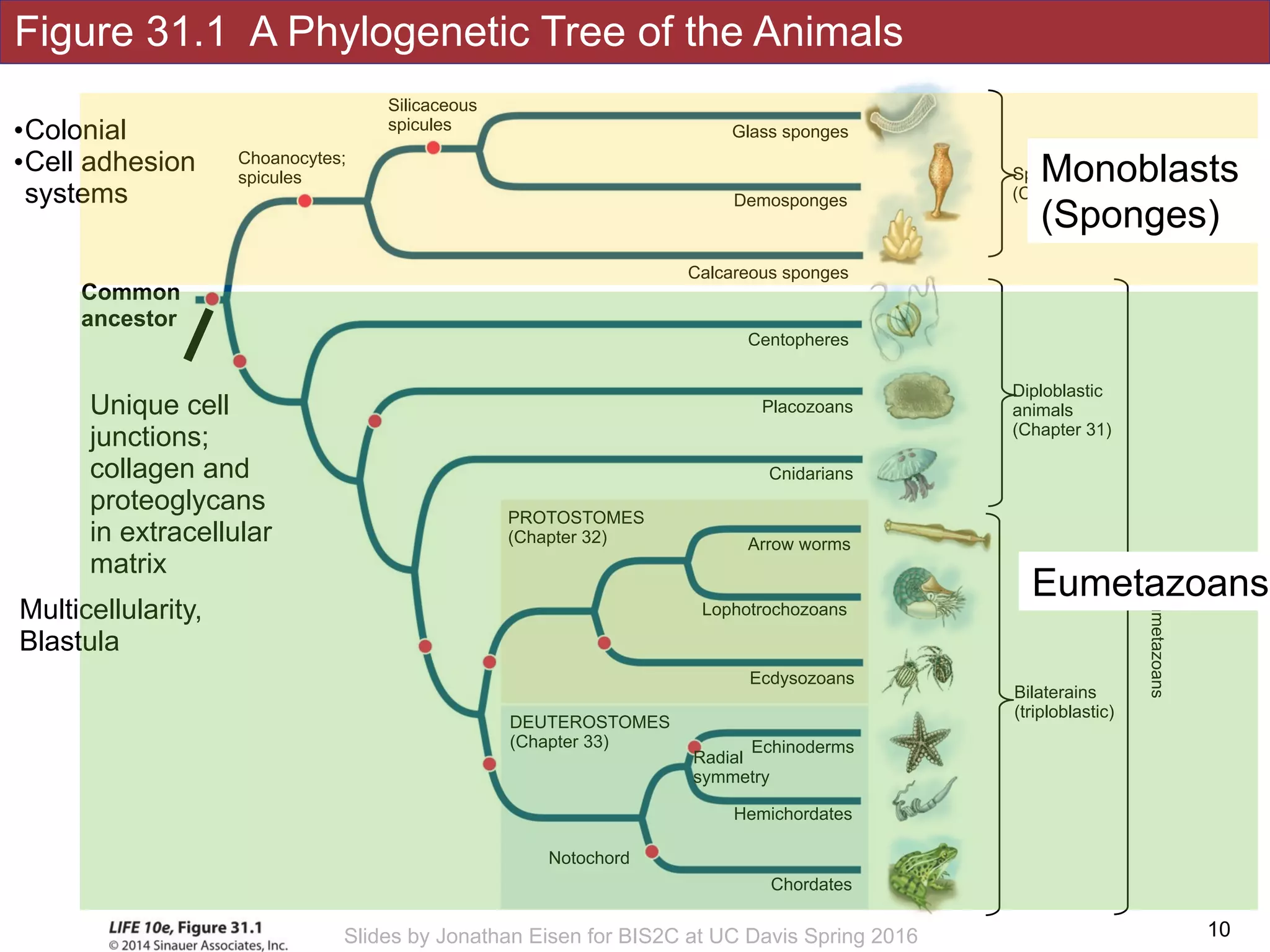 Figure 31.1 A Phylogenetic Tree of the Animals
!10Slides by Jonathan Eisen for BIS2C at UC Davis Spring 2016
Silicaceous
spicules
Choanocytes;
spicules
Notochord
Hemichordates
DEUTEROSTOMES
(Chapter 33)
Chordates
Echinoderms
Radial
symmetry
Placozoans
Cnidarians
Arrow worms
Lophotrochozoans
Calcareous sponges
Demosponges
Glass sponges
Ecdysozoans
PROTOSTOMES
(Chapter 32)
Centopheres
Sponges
(Chapter 33)
Diploblastic 
animals 
(Chapter 31)
Bilaterains 
(triploblastic)
Eumetazoans
Unique cell
junctions;
collagen and
proteoglycans
in extracellular
matrix
Multicellularity,
Blastula
Common
ancestor
•Colonial
•Cell adhesion
systems
Monoblasts
(Sponges)
Eumetazoans
 
