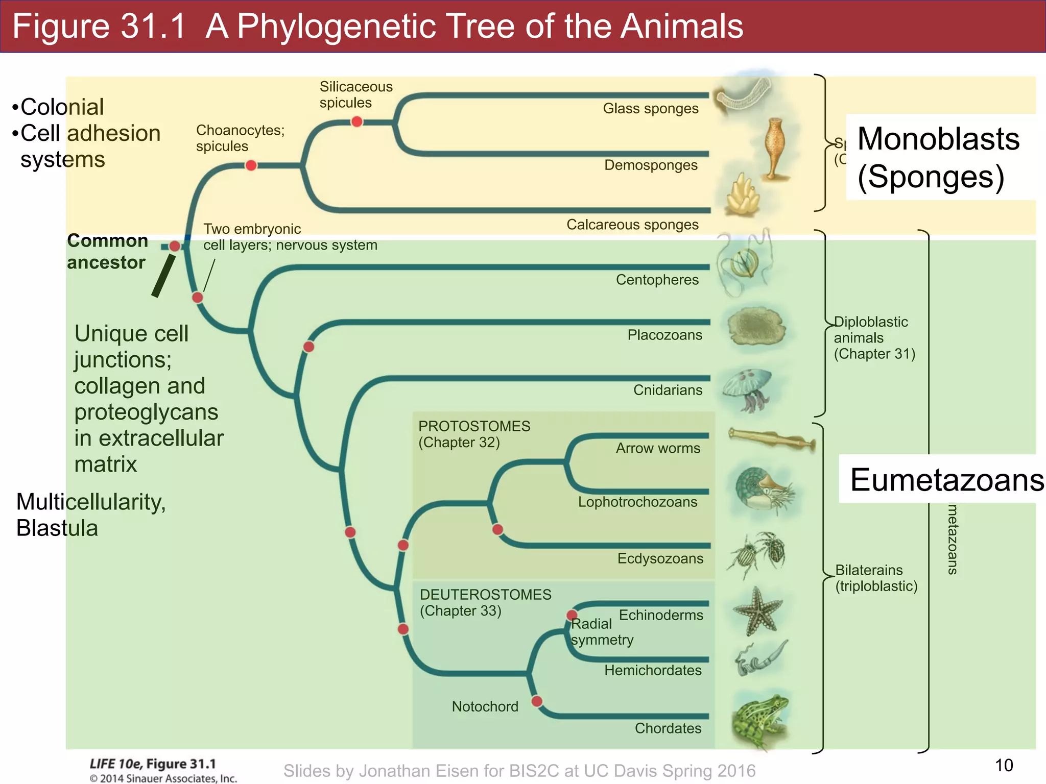 Figure 31.1 A Phylogenetic Tree of the Animals
!10Slides by Jonathan Eisen for BIS2C at UC Davis Spring 2016
Silicaceous
spicules
Choanocytes;
spicules
Notochord
Hemichordates
DEUTEROSTOMES
(Chapter 33)
Chordates
Echinoderms
Radial
symmetry
Placozoans
Cnidarians
Arrow worms
Lophotrochozoans
Calcareous sponges
Demosponges
Glass sponges
Ecdysozoans
PROTOSTOMES
(Chapter 32)
Centopheres
Sponges
(Chapter 33)
Diploblastic 
animals 
(Chapter 31)
Bilaterains 
(triploblastic)
Eumetazoans
Unique cell
junctions;
collagen and
proteoglycans
in extracellular
matrix
Two embryonic
cell layers; nervous system
Multicellularity,
Blastula
Common
ancestor
•Colonial
•Cell adhesion
systems
Monoblasts
(Sponges)
Eumetazoans
 