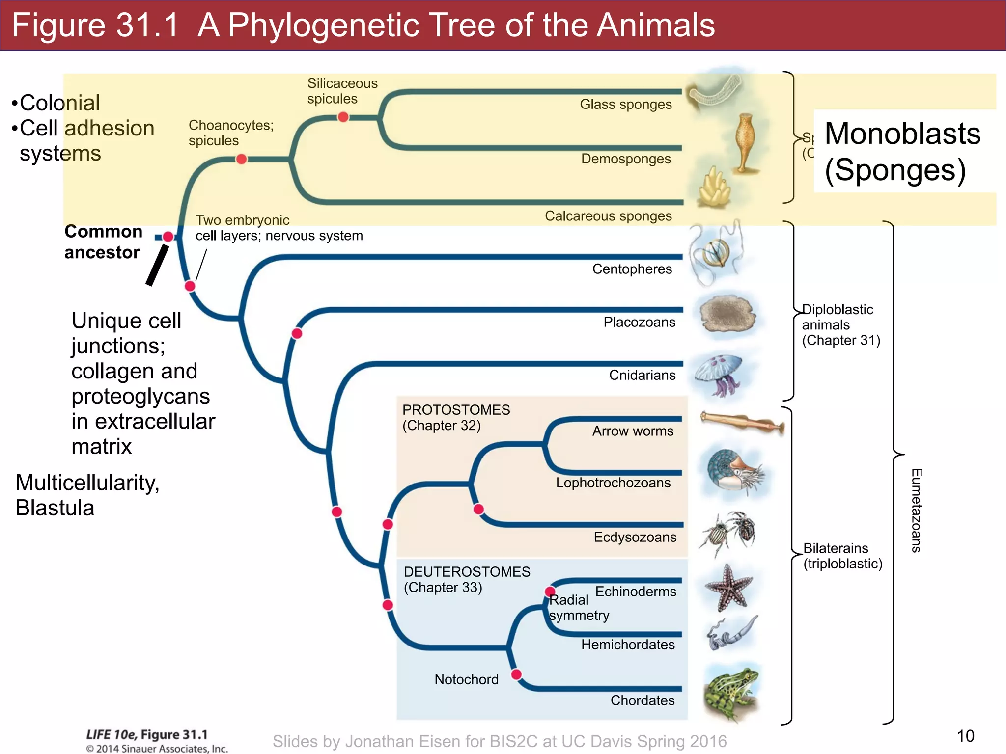 Figure 31.1 A Phylogenetic Tree of the Animals
!10Slides by Jonathan Eisen for BIS2C at UC Davis Spring 2016
Silicaceous
spicules
Choanocytes;
spicules
Notochord
Hemichordates
DEUTEROSTOMES
(Chapter 33)
Chordates
Echinoderms
Radial
symmetry
Placozoans
Cnidarians
Arrow worms
Lophotrochozoans
Calcareous sponges
Demosponges
Glass sponges
Ecdysozoans
PROTOSTOMES
(Chapter 32)
Centopheres
Sponges
(Chapter 33)
Diploblastic 
animals 
(Chapter 31)
Bilaterains 
(triploblastic)
Eumetazoans
Unique cell
junctions;
collagen and
proteoglycans
in extracellular
matrix
Two embryonic
cell layers; nervous system
Multicellularity,
Blastula
Common
ancestor
•Colonial
•Cell adhesion
systems
Monoblasts
(Sponges)
 