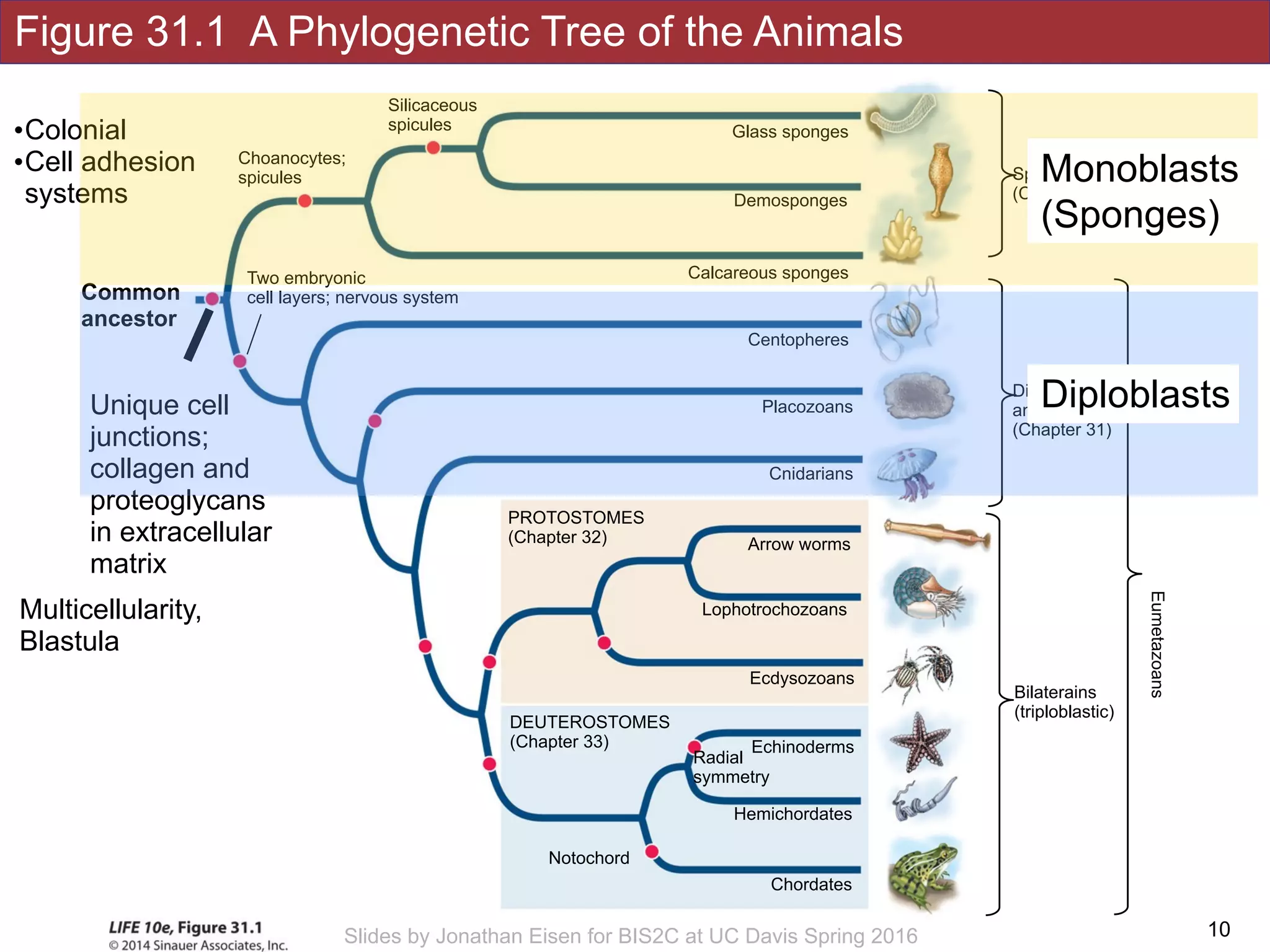 Figure 31.1 A Phylogenetic Tree of the Animals
!10Slides by Jonathan Eisen for BIS2C at UC Davis Spring 2016
Silicaceous
spicules
Choanocytes;
spicules
Notochord
Hemichordates
DEUTEROSTOMES
(Chapter 33)
Chordates
Echinoderms
Radial
symmetry
Placozoans
Cnidarians
Arrow worms
Lophotrochozoans
Calcareous sponges
Demosponges
Glass sponges
Ecdysozoans
PROTOSTOMES
(Chapter 32)
Centopheres
Sponges
(Chapter 33)
Diploblastic 
animals 
(Chapter 31)
Bilaterains 
(triploblastic)
Eumetazoans
Unique cell
junctions;
collagen and
proteoglycans
in extracellular
matrix
Two embryonic
cell layers; nervous system
Multicellularity,
Blastula
Common
ancestor
•Colonial
•Cell adhesion
systems
Monoblasts
(Sponges)
Diploblasts
 