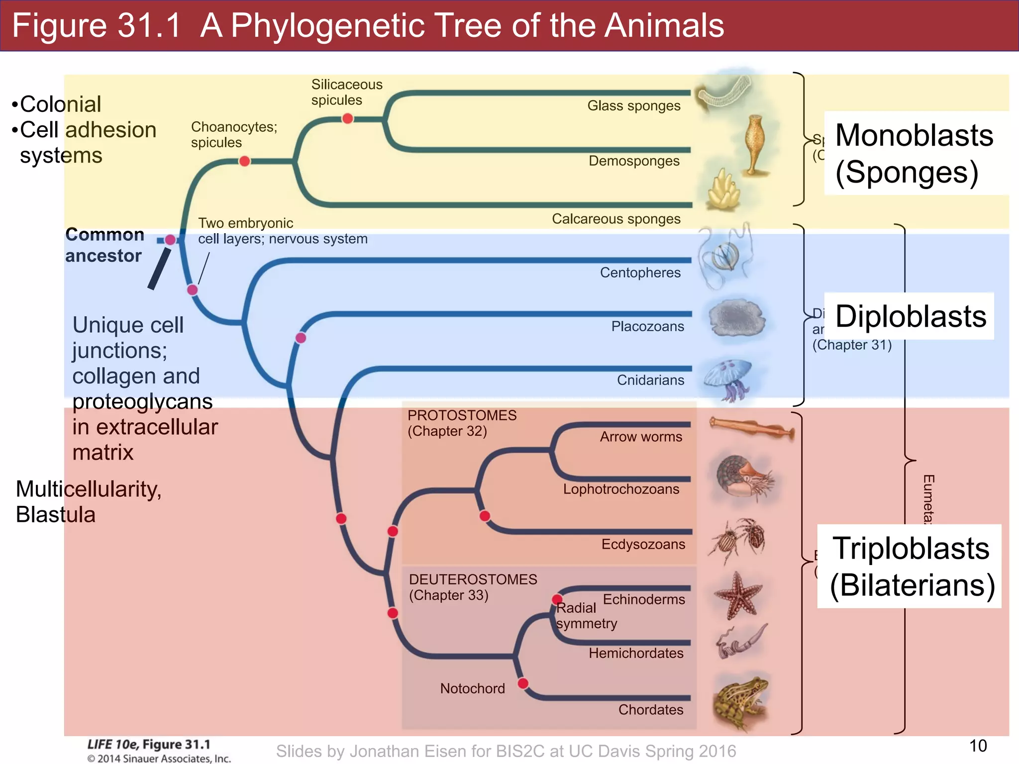 Figure 31.1 A Phylogenetic Tree of the Animals
!10Slides by Jonathan Eisen for BIS2C at UC Davis Spring 2016
Silicaceous
spicules
Choanocytes;
spicules
Notochord
Hemichordates
DEUTEROSTOMES
(Chapter 33)
Chordates
Echinoderms
Radial
symmetry
Placozoans
Cnidarians
Arrow worms
Lophotrochozoans
Calcareous sponges
Demosponges
Glass sponges
Ecdysozoans
PROTOSTOMES
(Chapter 32)
Centopheres
Sponges
(Chapter 33)
Diploblastic 
animals 
(Chapter 31)
Bilaterains 
(triploblastic)
Eumetazoans
Unique cell
junctions;
collagen and
proteoglycans
in extracellular
matrix
Two embryonic
cell layers; nervous system
Multicellularity,
Blastula
Common
ancestor
•Colonial
•Cell adhesion
systems
Monoblasts
(Sponges)
Diploblasts
Triploblasts
(Bilaterians)
 