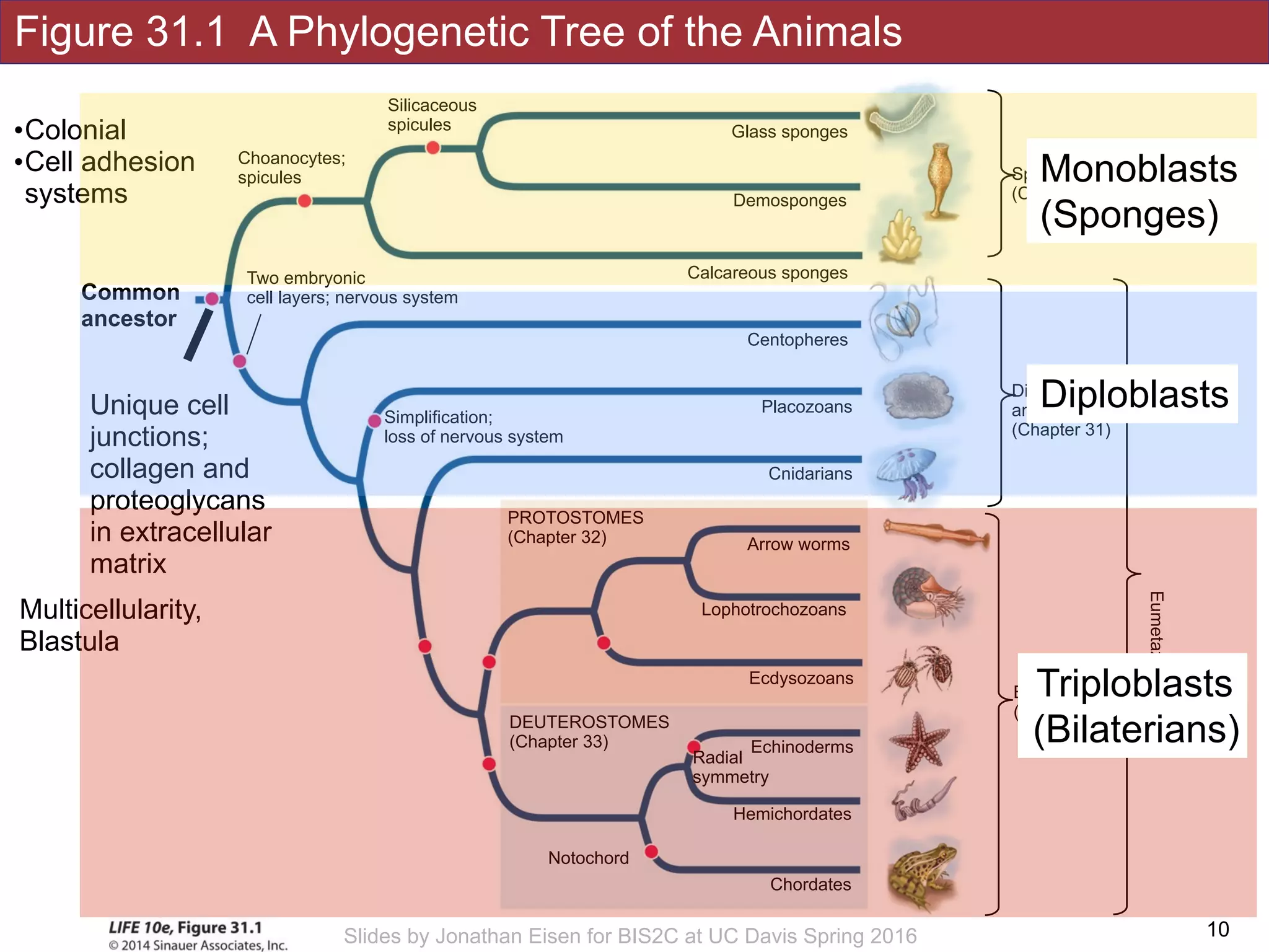 Figure 31.1 A Phylogenetic Tree of the Animals
!10Slides by Jonathan Eisen for BIS2C at UC Davis Spring 2016
Silicaceous
spicules
Choanocytes;
spicules
Simplification;
loss of nervous system
Notochord
Hemichordates
DEUTEROSTOMES
(Chapter 33)
Chordates
Echinoderms
Radial
symmetry
Placozoans
Cnidarians
Arrow worms
Lophotrochozoans
Calcareous sponges
Demosponges
Glass sponges
Ecdysozoans
PROTOSTOMES
(Chapter 32)
Centopheres
Sponges
(Chapter 33)
Diploblastic 
animals 
(Chapter 31)
Bilaterains 
(triploblastic)
Eumetazoans
Unique cell
junctions;
collagen and
proteoglycans
in extracellular
matrix
Two embryonic
cell layers; nervous system
Multicellularity,
Blastula
Common
ancestor
•Colonial
•Cell adhesion
systems
Monoblasts
(Sponges)
Diploblasts
Triploblasts
(Bilaterians)
 