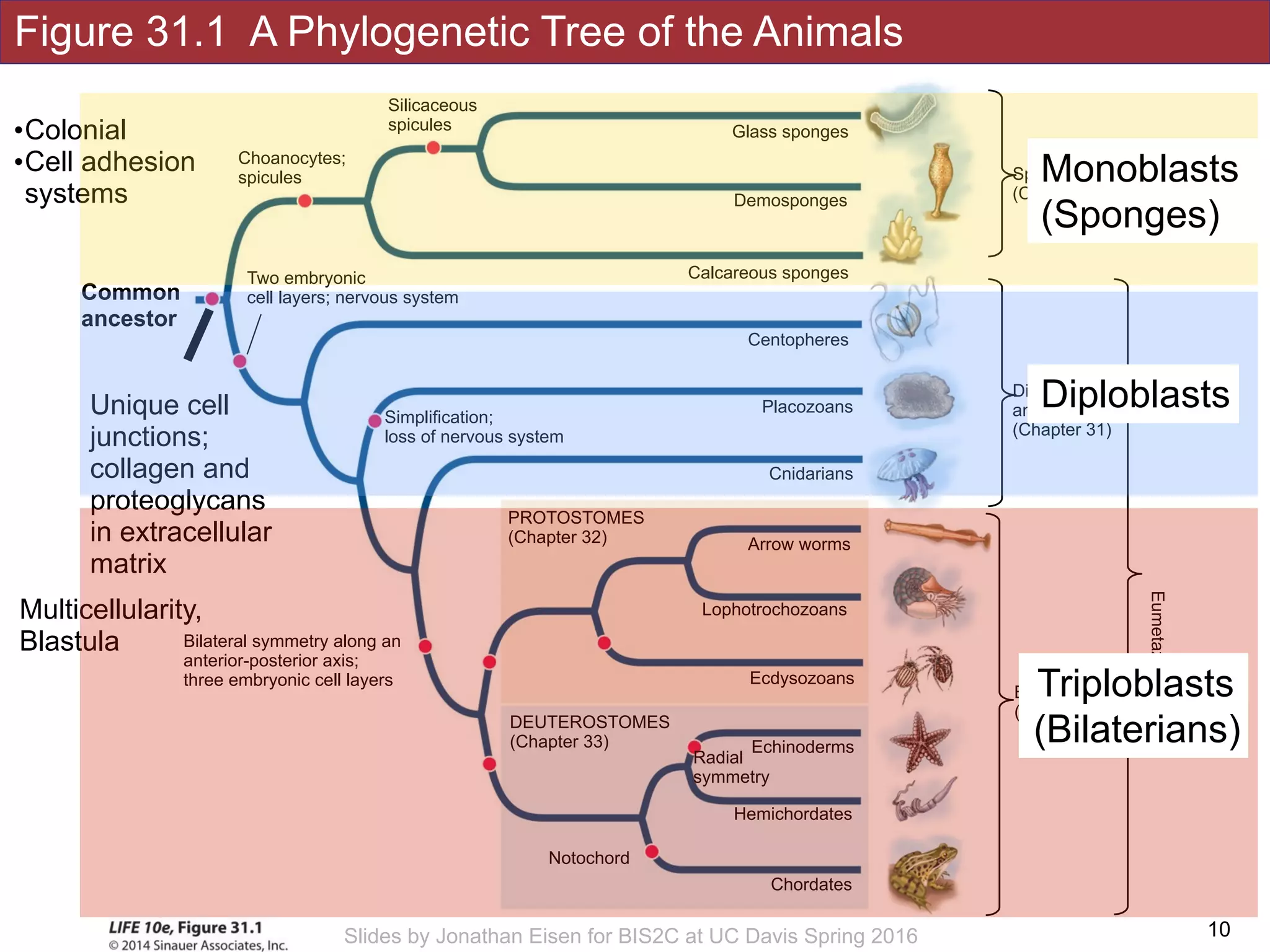 Figure 31.1 A Phylogenetic Tree of the Animals
!10Slides by Jonathan Eisen for BIS2C at UC Davis Spring 2016
Silicaceous
spicules
Choanocytes;
spicules
Simplification;
loss of nervous system
Notochord
Bilateral symmetry along an
anterior-posterior axis;
three embryonic cell layers
Hemichordates
DEUTEROSTOMES
(Chapter 33)
Chordates
Echinoderms
Radial
symmetry
Placozoans
Cnidarians
Arrow worms
Lophotrochozoans
Calcareous sponges
Demosponges
Glass sponges
Ecdysozoans
PROTOSTOMES
(Chapter 32)
Centopheres
Sponges
(Chapter 33)
Diploblastic 
animals 
(Chapter 31)
Bilaterains 
(triploblastic)
Eumetazoans
Unique cell
junctions;
collagen and
proteoglycans
in extracellular
matrix
Two embryonic
cell layers; nervous system
Multicellularity,
Blastula
Common
ancestor
•Colonial
•Cell adhesion
systems
Monoblasts
(Sponges)
Diploblasts
Triploblasts
(Bilaterians)
 