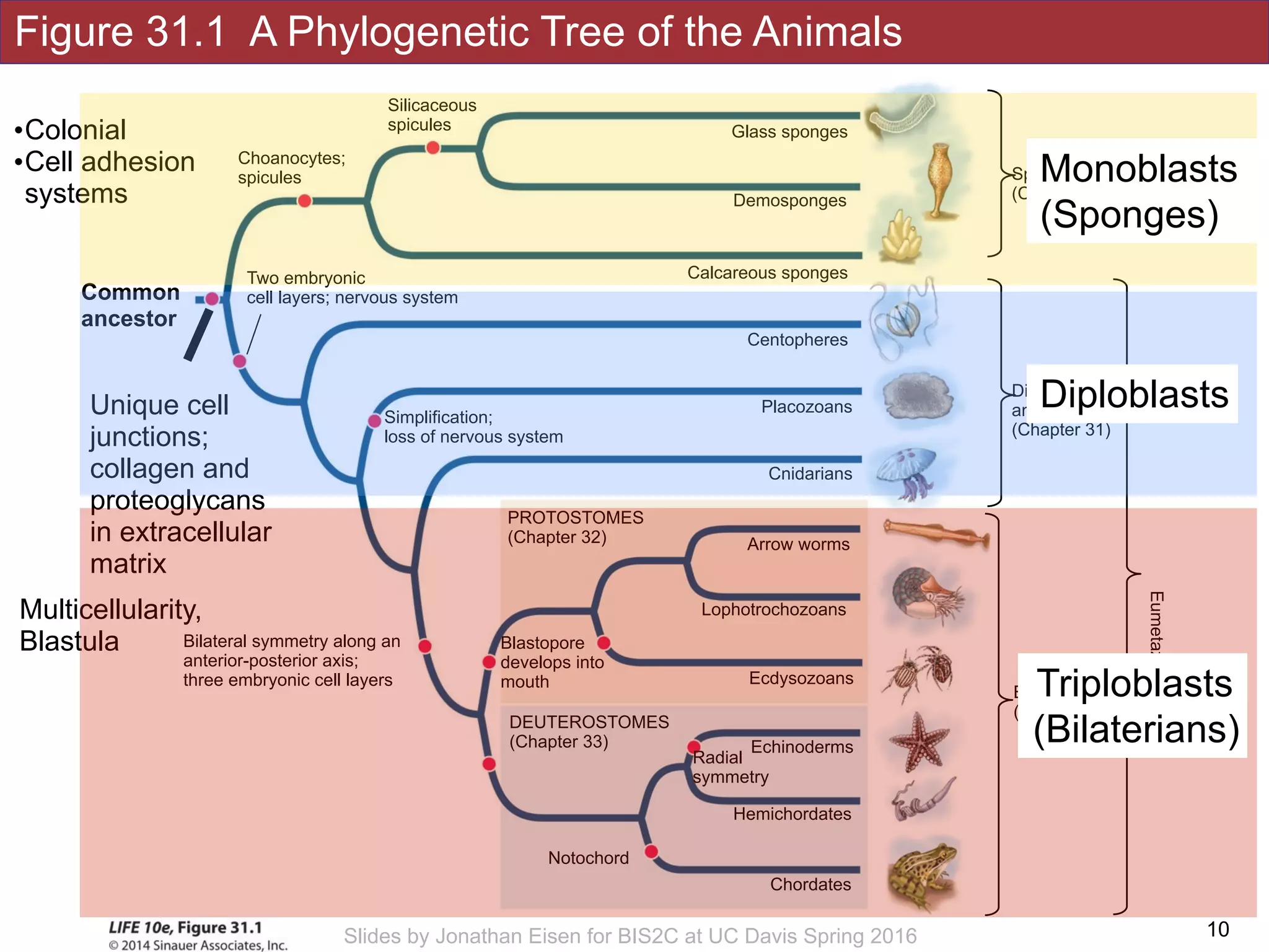 Figure 31.1 A Phylogenetic Tree of the Animals
!10Slides by Jonathan Eisen for BIS2C at UC Davis Spring 2016
Silicaceous
spicules
Choanocytes;
spicules
Simplification;
loss of nervous system
Notochord
Bilateral symmetry along an
anterior-posterior axis;
three embryonic cell layers
Hemichordates
DEUTEROSTOMES
(Chapter 33)
Chordates
Echinoderms
Radial
symmetry
Placozoans
Cnidarians
Arrow worms
Lophotrochozoans
Calcareous sponges
Demosponges
Glass sponges
Ecdysozoans
PROTOSTOMES
(Chapter 32)
Blastopore
develops into
mouth
Centopheres
Sponges
(Chapter 33)
Diploblastic 
animals 
(Chapter 31)
Bilaterains 
(triploblastic)
Eumetazoans
Unique cell
junctions;
collagen and
proteoglycans
in extracellular
matrix
Two embryonic
cell layers; nervous system
Multicellularity,
Blastula
Common
ancestor
•Colonial
•Cell adhesion
systems
Monoblasts
(Sponges)
Diploblasts
Triploblasts
(Bilaterians)
 