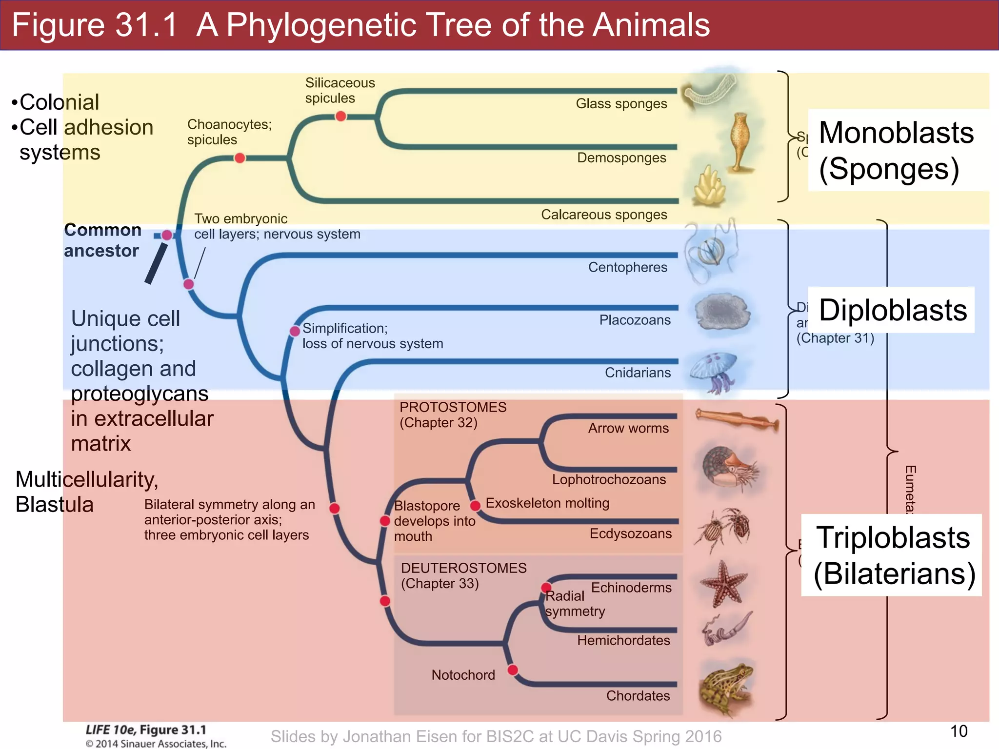 Figure 31.1 A Phylogenetic Tree of the Animals
!10Slides by Jonathan Eisen for BIS2C at UC Davis Spring 2016
Silicaceous
spicules
Choanocytes;
spicules
Simplification;
loss of nervous system
Notochord
Bilateral symmetry along an
anterior-posterior axis;
three embryonic cell layers
Hemichordates
DEUTEROSTOMES
(Chapter 33)
Chordates
Echinoderms
Radial
symmetry
Placozoans
Cnidarians
Arrow worms
Lophotrochozoans
Calcareous sponges
Demosponges
Glass sponges
Ecdysozoans
PROTOSTOMES
(Chapter 32)
Exoskeleton moltingBlastopore
develops into
mouth
Centopheres
Sponges
(Chapter 33)
Diploblastic 
animals 
(Chapter 31)
Bilaterains 
(triploblastic)
Eumetazoans
Unique cell
junctions;
collagen and
proteoglycans
in extracellular
matrix
Two embryonic
cell layers; nervous system
Multicellularity,
Blastula
Common
ancestor
•Colonial
•Cell adhesion
systems
Monoblasts
(Sponges)
Diploblasts
Triploblasts
(Bilaterians)
 