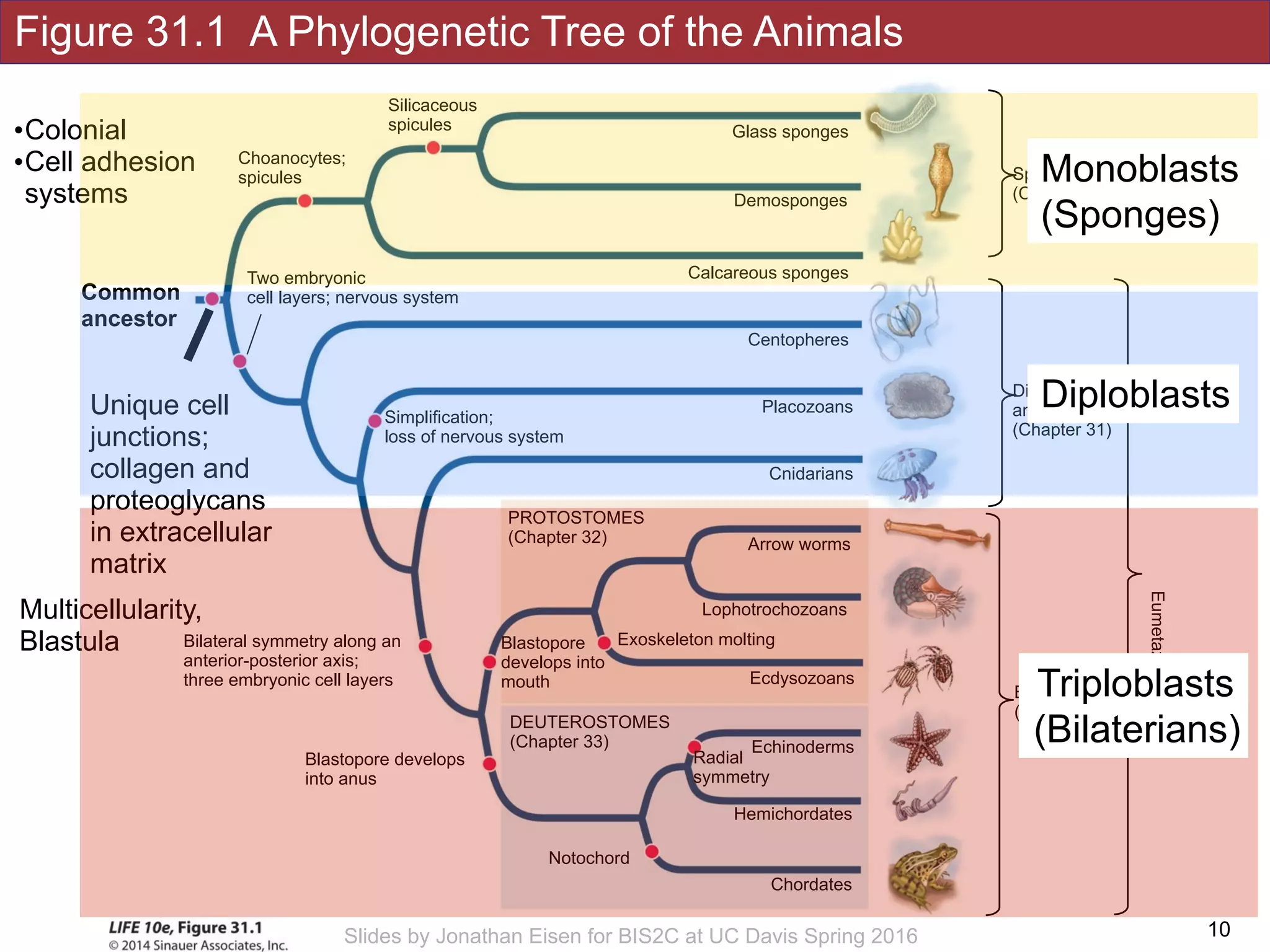 Figure 31.1 A Phylogenetic Tree of the Animals
!10Slides by Jonathan Eisen for BIS2C at UC Davis Spring 2016
Silicaceous
spicules
Choanocytes;
spicules
Simplification;
loss of nervous system
Notochord
Bilateral symmetry along an
anterior-posterior axis;
three embryonic cell layers
Blastopore develops
into anus
Hemichordates
DEUTEROSTOMES
(Chapter 33)
Chordates
Echinoderms
Radial
symmetry
Placozoans
Cnidarians
Arrow worms
Lophotrochozoans
Calcareous sponges
Demosponges
Glass sponges
Ecdysozoans
PROTOSTOMES
(Chapter 32)
Exoskeleton moltingBlastopore
develops into
mouth
Centopheres
Sponges
(Chapter 33)
Diploblastic 
animals 
(Chapter 31)
Bilaterains 
(triploblastic)
Eumetazoans
Unique cell
junctions;
collagen and
proteoglycans
in extracellular
matrix
Two embryonic
cell layers; nervous system
Multicellularity,
Blastula
Common
ancestor
•Colonial
•Cell adhesion
systems
Monoblasts
(Sponges)
Diploblasts
Triploblasts
(Bilaterians)
 