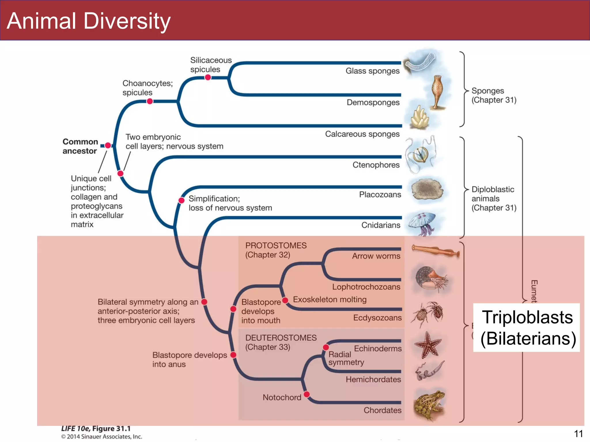 Slides by Jonathan Eisen for BIS2C at UC Davis Spring 2016
Animal Diversity
11
Triploblasts
(Bilaterians)
 